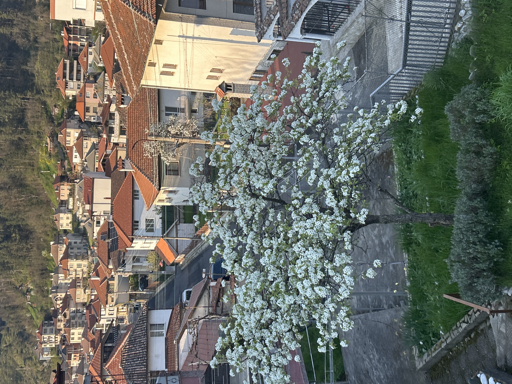 A high-angle view captures the cityscape of Zlatograd, Bulgaria, with a foreground dominated by a flowering tree with white blossoms. The residential area consists of houses with terracotta-tiled roofs arranged on a hillside, leading into the distance where the slope turns into a densely wooded area. A street runs among the houses, with some vehicles parked on it. The photograph is taken from an elevated position, possibly from a building or hillside overlooking the town, creating a perspective that emphasizes the density and arrangement of the houses and the topography of the landscape. The image conveys a sense of a densely populated area within a natural setting, highlighted by the vibrant flowering tree in the immediate foreground.