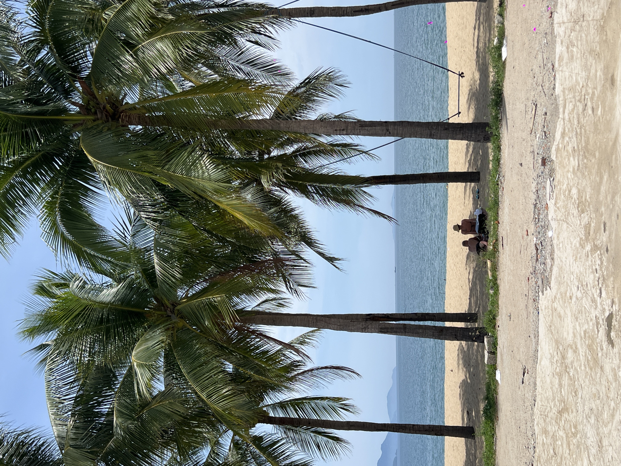 This is a medium shot, eye-level, vertical photograph of a beach scene in Nha Trang Ward, Vietnam. In the foreground, there is a sandy path with some debris. Behind this path is a strip of green grass, and then a sandy beach. Several tall palm trees with green fronds dominate the middle ground, casting shadows on the sand. In the background, the calm, blue ocean stretches to the horizon, with distant hills visible. The sky is clear and blue.
On the beach, near the water's edge and partially shaded by the palm trees, two people are seated. One person, wearing a hat, is facing away from the camera and appears to be looking out at the ocean. The second person is sitting next to them. There is a swing hanging from ropes attached to one of the palm trees. A small, distant ship is visible on the ocean.