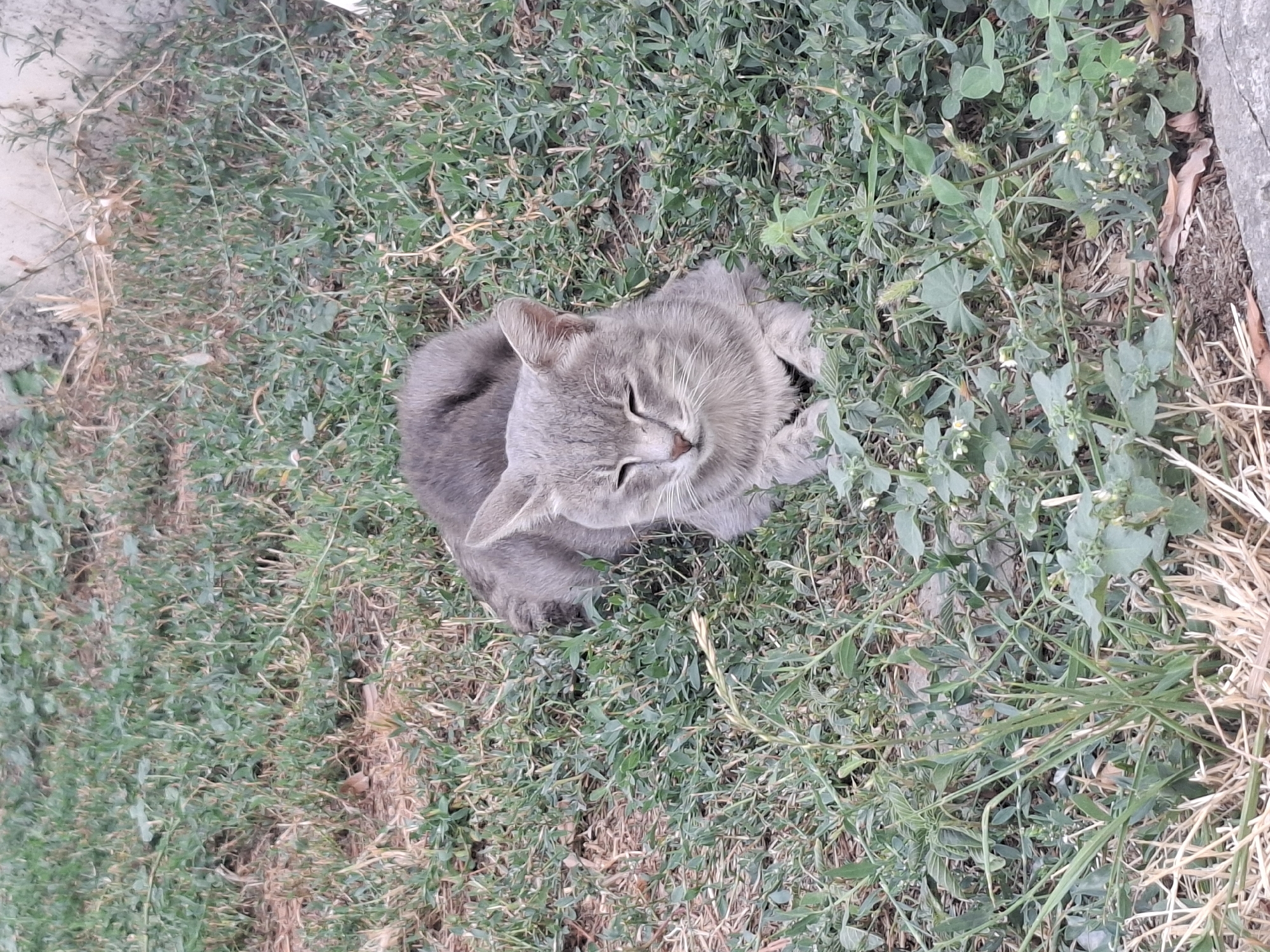 A gray tabby cat is resting on the grass in an outdoor setting. The cat is lying down with its eyes closed, appearing relaxed. The surrounding environment consists of green grass, dry foliage, and some small white flowers. The ground appears to be dirt and possibly a concrete edge is visible at the bottom right of the image. The overall scene suggests a natural, uncultivated area within the city of Almaty, Kazakhstan, possibly a park or a less maintained urban green space.