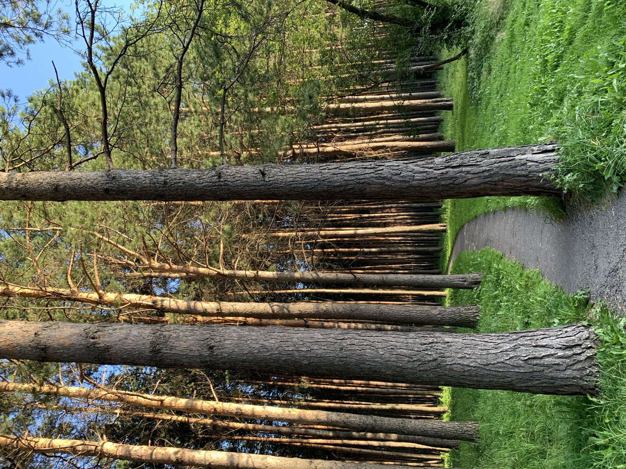 A paved walking path curves through a sun-dappled forest. Tall pine trees with textured bark flank the path, their needles creating a dense canopy. The ground is covered in lush green grass, interspersed with small plants. The sky is a clear blue. This is a scene of natural beauty, likely a park or forest area. The precise location in Prokopyevsk, Russia, cannot be determined from the image alone.