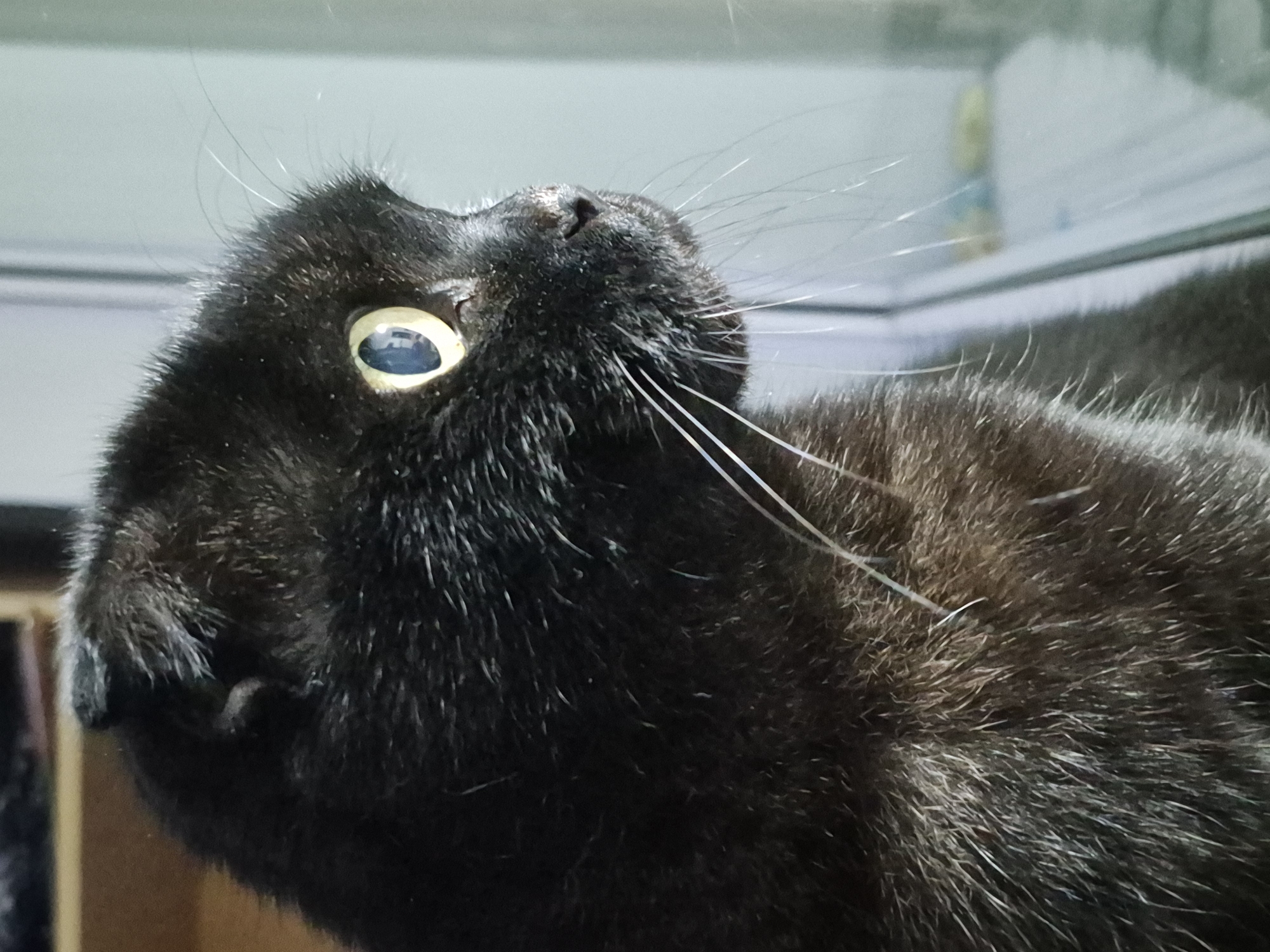 This is a close-up, low-angle, eye-level shot of a black cat's face. The cat is looking upwards and to the right, with its left eye prominently featured. The eye is light yellow with a dark pupil that reflects a blueish light. The cat's fur is black and appears somewhat shaggy, with long, white whiskers extending from its muzzle. A small, dark nose is visible, and the ears are furry. The background is out of focus, but appears to be an indoor setting with some reflective surfaces, possibly windows or glass. The lighting suggests it might be daytime, casting a soft light on the cat. The overall impression is of a curious or attentive feline.