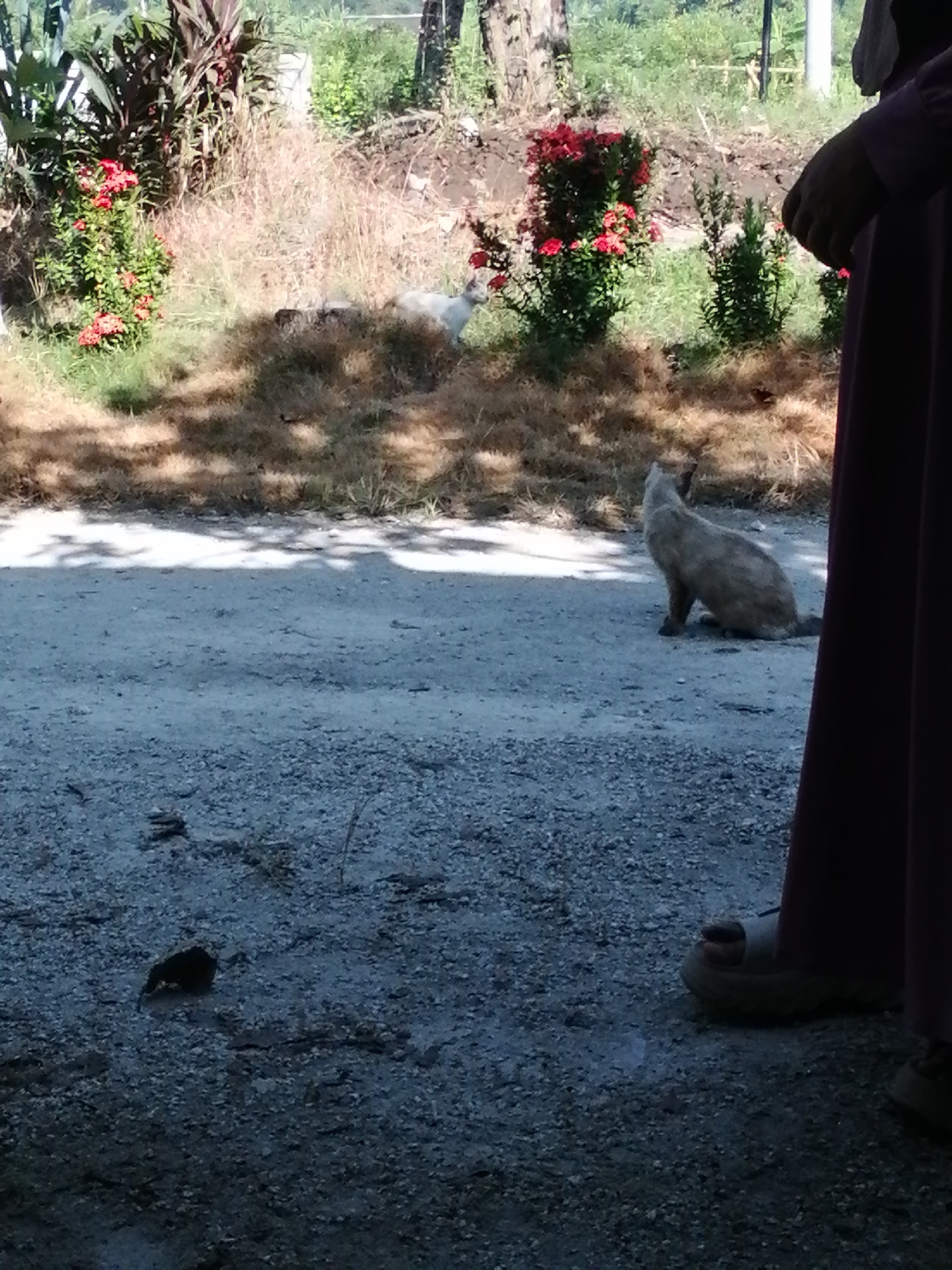In an outdoor, natural setting, a tan cat sits on a gravel path, facing away from the camera. The cat is positioned to the right of the frame, with its body partially obscured by a dark purple fabric that drapes down the right edge of the image. The fabric appears to be part of a garment worn by a person whose feet, in white sandals, are visible at the bottom right of the frame. The background consists of dry grass and vegetation, with some red flowers in a bush to the left of the cat. The lighting suggests it is daytime, with shadows from trees cast across the path.