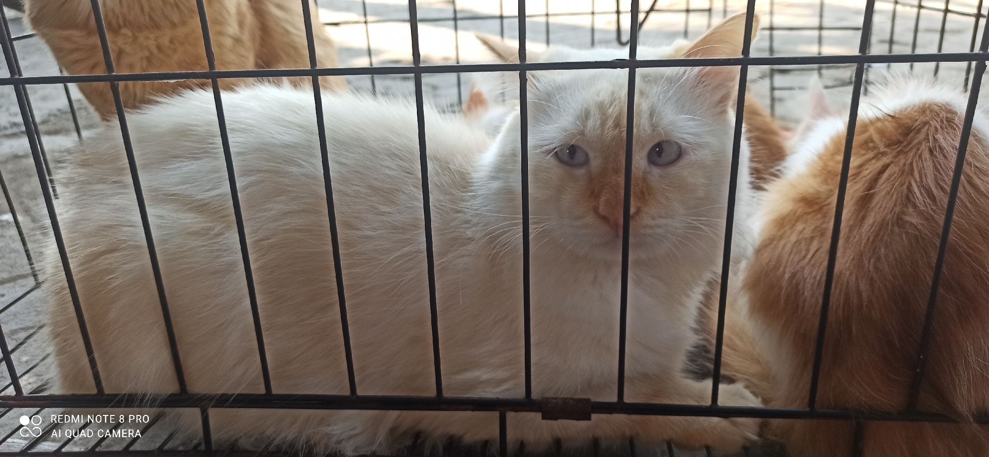 A pale orange and white cat with blue eyes is lying down inside a black metal cage. The cat is looking directly at the camera. The cage bars are prominent and run vertically across the image. In the background, other cats with orange and white fur are visible. The ground visible beneath the cage appears to be paved. The image was taken in Sedati Agung, Indonesia.