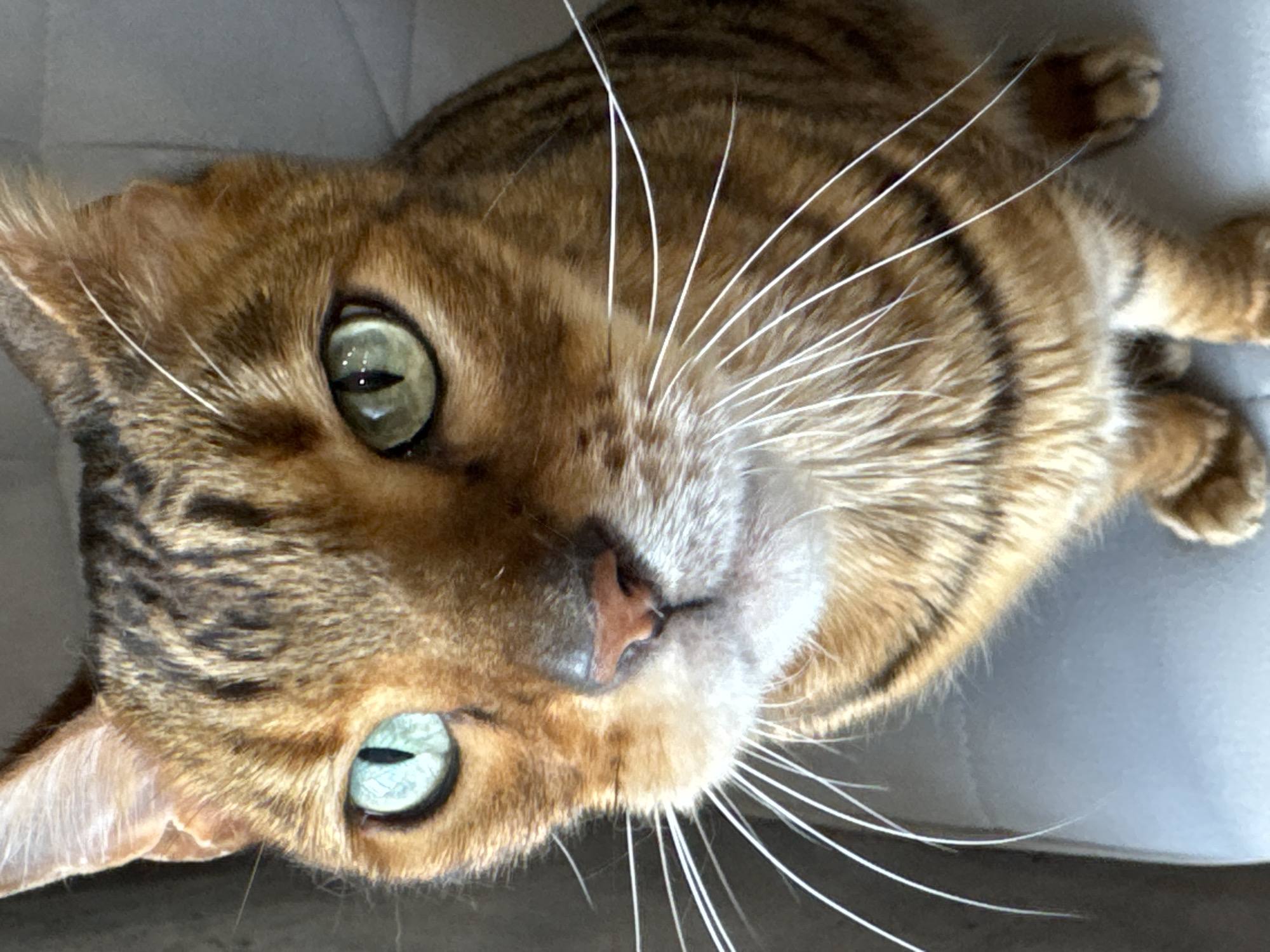 A domestic short-haired cat, likely a Bengal breed, is depicted in a close-up, head-and-shoulders portrait. The cat possesses tawny and brown striped/spotted fur typical of the breed, with lighter cream-colored fur on its muzzle and chest. Its most striking features are its heterochromatic eyes: the left eye (viewer's left) is a vibrant aquamarine, and the right eye (viewer's right) is light green. Both display distinct vertical slit pupils with internal reflections. A pink nose sits centrally above a defined philtrum and mouth. Numerous long, white vibrissae (whiskers) radiate outward from both sides of the muzzle. The cat maintains a direct, upward gaze towards the camera, suggesting attentiveness. It is positioned on a light gray upholstered surface, possibly a chair or sofa, with parts of its front paws visible. The background immediately behind the cat is dark and indistinct, likely a shadowed interior. The scene is illuminated by soft, even light, emphasizing the cat's facial features. Location: city of Unknown, Unknown.
