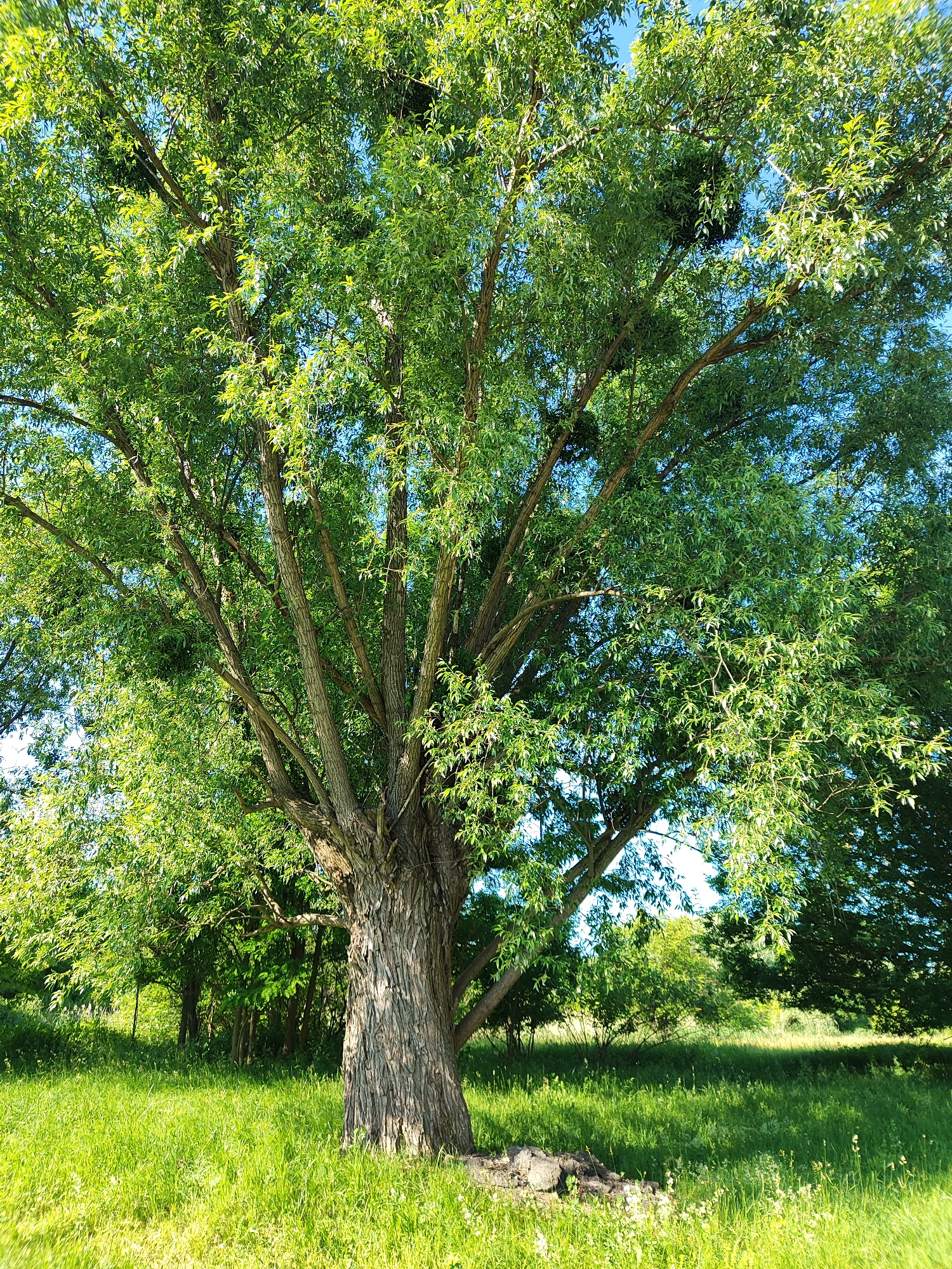 A large, mature willow tree with a thick, gnarled trunk dominates the center of the image, casting shadows on the surrounding lush green grass. The tree's canopy is full of vibrant green leaves, and several large branches spread outwards, reaching towards the clear blue sky. In the background, a dense line of smaller trees and bushes forms a natural backdrop. The lighting suggests it is daytime, with bright sunlight illuminating the scene. The ground is covered in a thick carpet of green grass, with a few scattered small white wildflowers visible in the foreground. There are no people or animals present in the image. The scene depicts a serene, natural outdoor environment.
