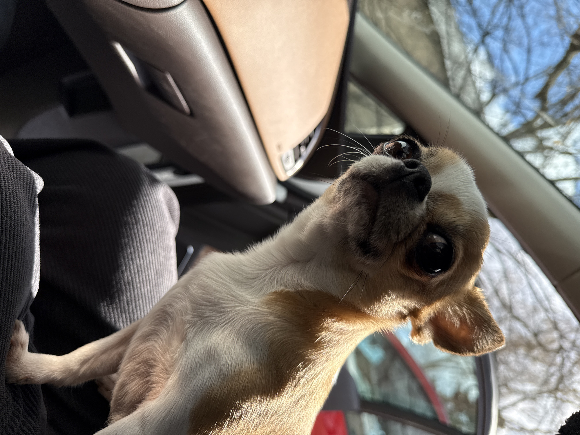 The image depicts a small, tan and white Chihuahua dog inside a car. The dog is looking upwards towards the camera with its head tilted. The interior of the car includes a beige glove compartment above and a grey corduroy seat to the side. The background shows a view through the car window of bare tree branches against a pale blue sky. The location appears to be Berlin, Germany based on the car's license plate which starts with "B," the indicator for Berlin-registered vehicles.