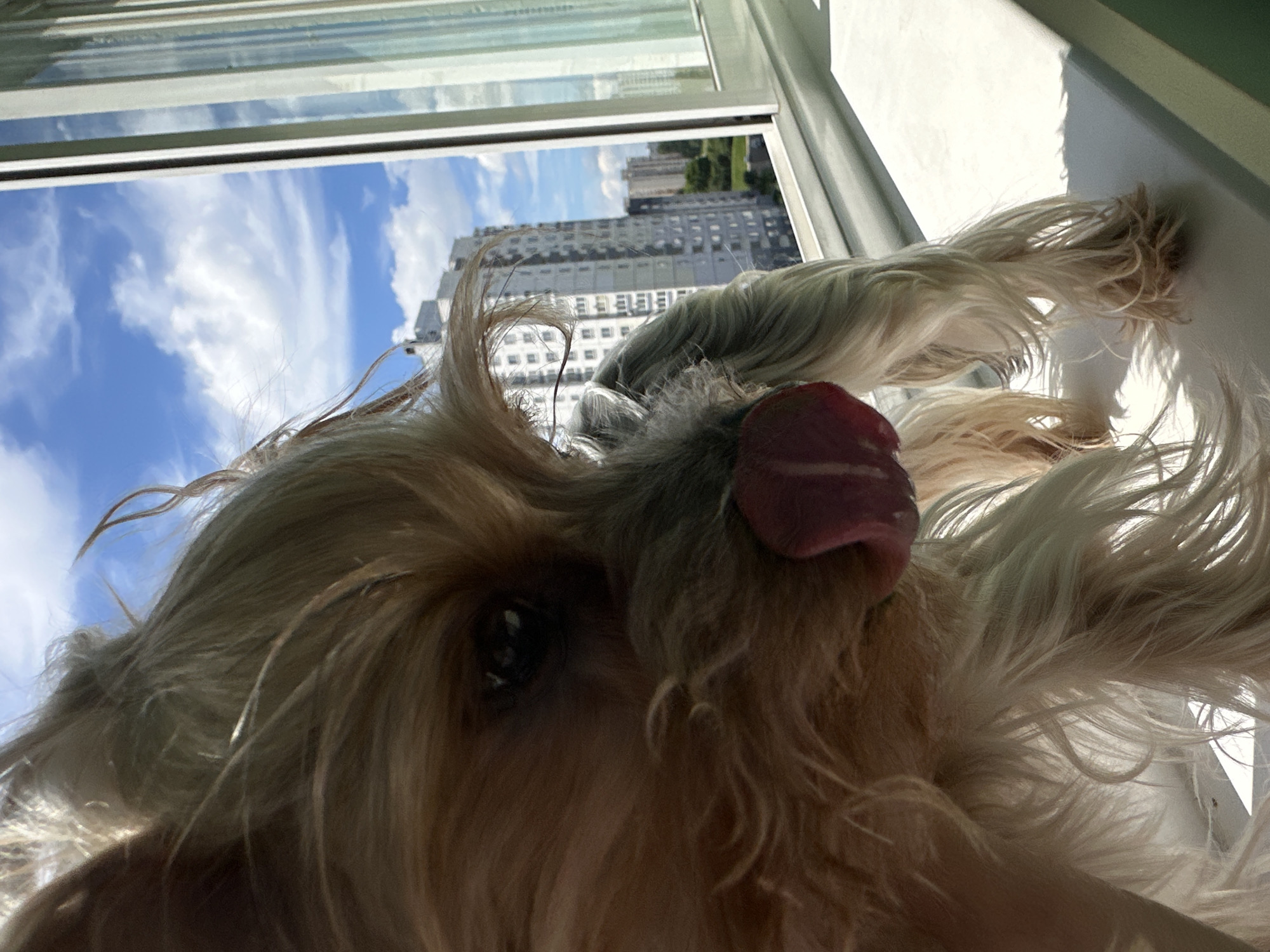 This is a close-up, low-angle, outdoor shot of a small, fluffy, light-colored dog, possibly a Yorkshire Terrier, lying on a windowsill. The dog is facing the camera, with its tongue slightly out and its eyes visible. Its fur is long and somewhat disheveled, framing its face. In the background, a window reveals a bright blue sky with white, wispy clouds and several tall, modern buildings. The sun is casting shadows, suggesting it is daytime. The scene appears to be in an urban setting, possibly an apartment building, given the view of the city skyline and the windowsill. The overall impression is one of a relaxed pet enjoying a sunny day by the window. There is no visible text in the image. The location context of Minsk, Belarus, is not visually identifiable from the image itself but is provided as external information.