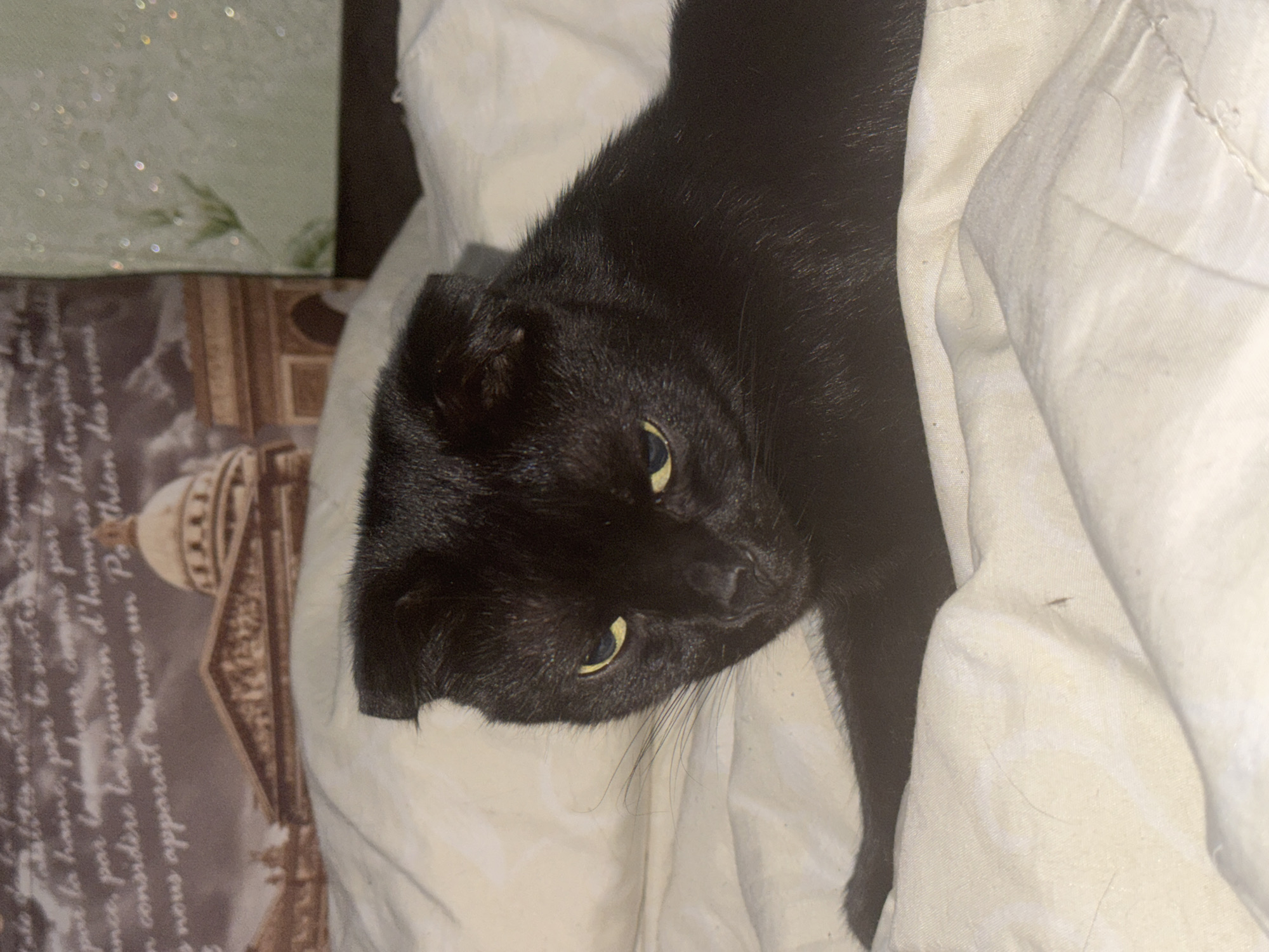 A black cat with yellow eyes is nestled into a white blanket. The cat's ears are folded down, a characteristic of Scottish Fold cats. The scene is set indoors, with the cat appearing comfortable and relaxed. The lighting suggests it could be daytime or evening, as there are no strong shadows. To the left of the cat, a patterned blanket or cloth is visible, featuring an image of a classical building and text in French. The text includes phrases like "par la haine, par le sentiment," "considère la réunion d'hommes distingués," and "nous apparaît comme un Panthéon des vivants." The overall mood is peaceful and cozy.