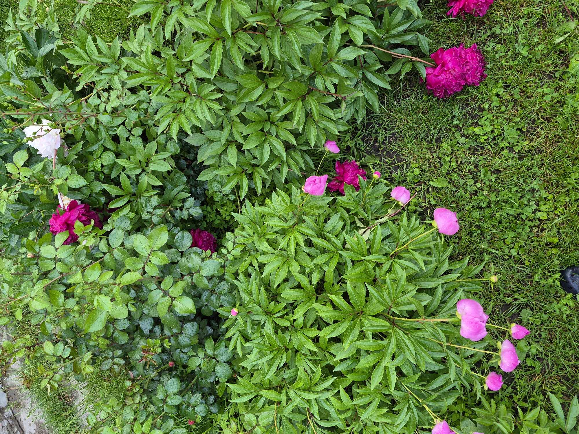 The image captures an outdoor garden scene in Hlevakha, Ukraine, immediately following precipitation. The scene is dominated by lush green foliage and flowering plants, appearing damp with visible water droplets on leaves and petals. In the upper left, a densely leafed bush, consistent with a rose bush, displays small, serrated green leaves and a few undeveloped red buds. Adjacent to this, in the upper middle and upper right, are large-leaved plants identified as peonies, featuring prominent dark green foliage. A single large, light pink or white peony bloom is visible in the upper middle, alongside deep magenta peony flowers. The lower half of the image primarily features more peony plants, with numerous bright pink peony buds and open flowers. Several of these pink blooms are drooping downwards, some resting on the wet grass. Additionally, in the lower right, multiple fully open, deep magenta peony flowers lie directly on the damp green grass. The ground throughout the image is covered in short, wet green grass, interspersed with small clover-like plants. A small, grey, textured surface, possibly concrete or stone, is partially visible in the upper left background. No individuals, animals, or specific actions are depicted.