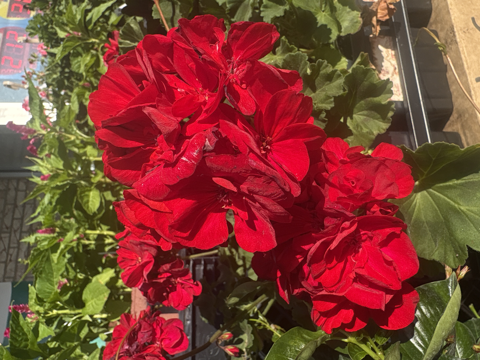 This close-up shot features a vibrant cluster of red flowers, likely geraniums, in full bloom. The flowers dominate the frame, displaying rich, velvety red petals and prominent green foliage beneath and around them. The lighting is bright and sunny, casting distinct shadows on the petals and leaves, suggesting it is daytime with clear weather.
In the blurred background on the left, part of a digital display or sign is visible, showing inverted red numbers that faintly resemble "2.79," possibly indicating a price or a time. To the right, black plant trays or containers are partially seen amidst more green leaves, along with a few dried leaves, suggesting an outdoor retail setting such as a garden center or nursery.
The image focuses on the natural beauty and lushness of the flowering plants. No people are visible, and no specific activities are taking place beyond the natural state of blooming. The location context indicates Jackson Township, United States of America.