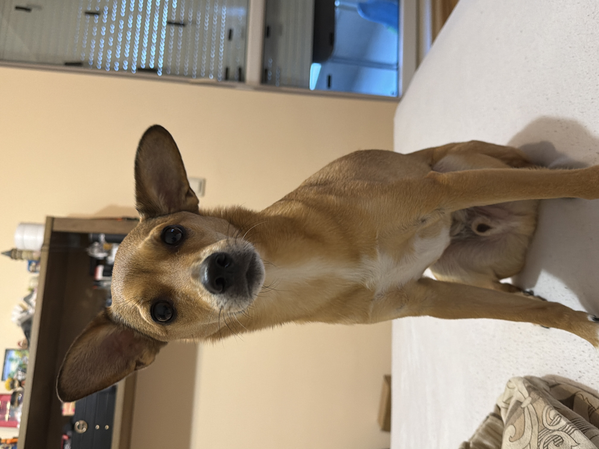 A medium-shot, eye-level photograph shows a tan-colored dog with large ears and dark eyes sitting on a white surface. The dog is facing the camera, with its head slightly tilted. The background is a pale peach-colored wall, with a shelf above and to the left, containing various objects that are out of focus. To the right, a window with blinds is visible. There is no discernible indication of the dog's location within the city of Plovdiv, Bulgaria. The scene appears to be indoors.
