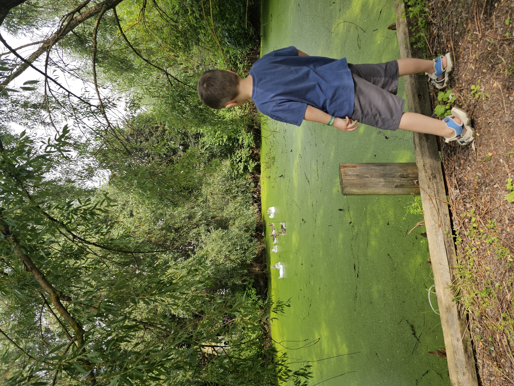 A young boy, viewed from the back, stands on a dirt path near a wooden fence. He wears a dark blue t-shirt, grey shorts, and sandals. He is looking out over a pond covered in bright green algae. Several geese swim in the pond. The pond is surrounded by lush green trees.