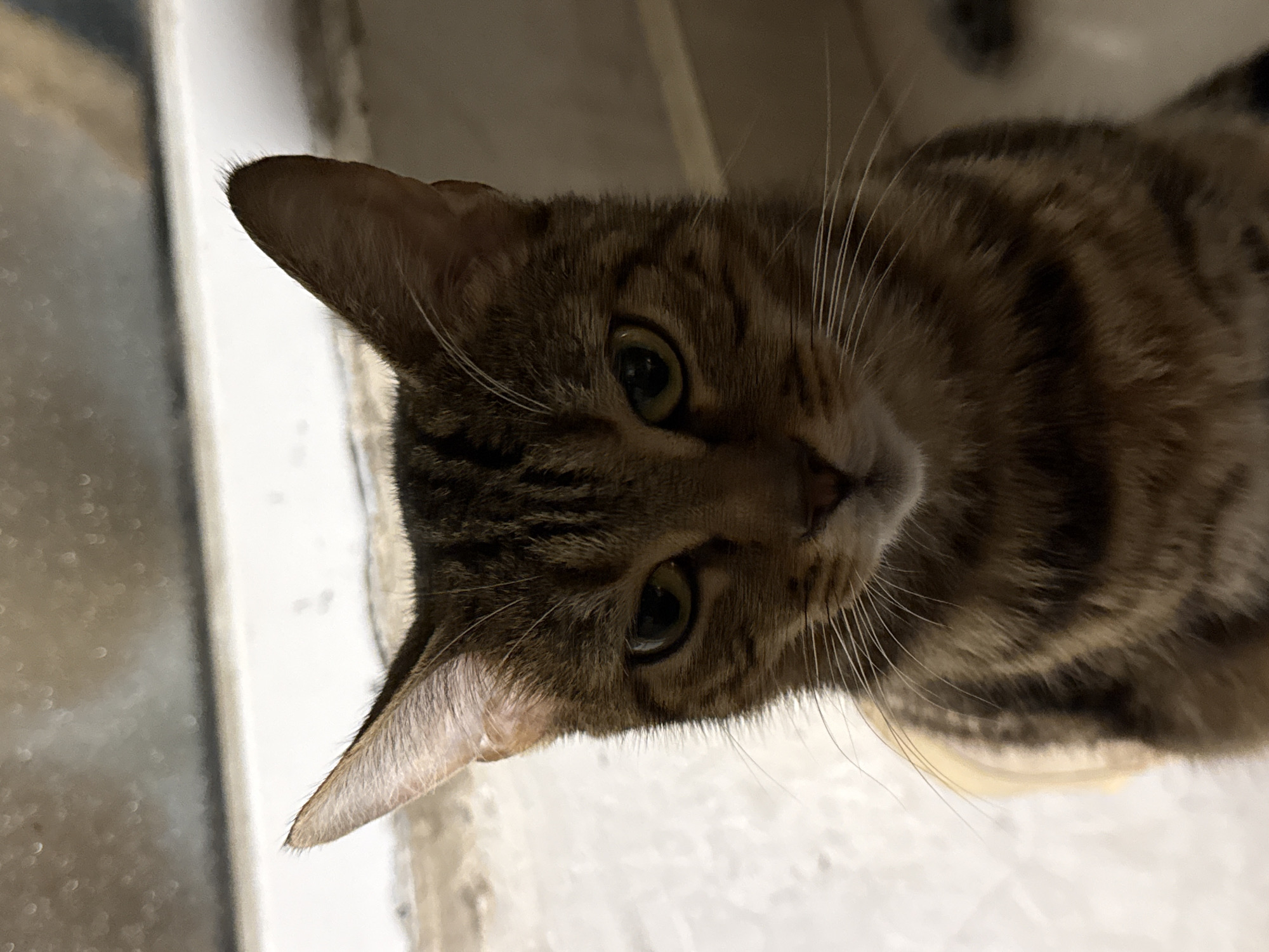 A close-up, low-angle shot shows the face of a brown and black tabby cat looking directly at the camera. The cat has yellow-green eyes and prominent white whiskers. The background is out of focus, appearing to be an indoor setting with a light-colored wall or floor and a blurry light source above. The lighting is dim, casting shadows on the cat's face. There is no indication of the city of Baku, Azerbaijan, or any specific location within it.