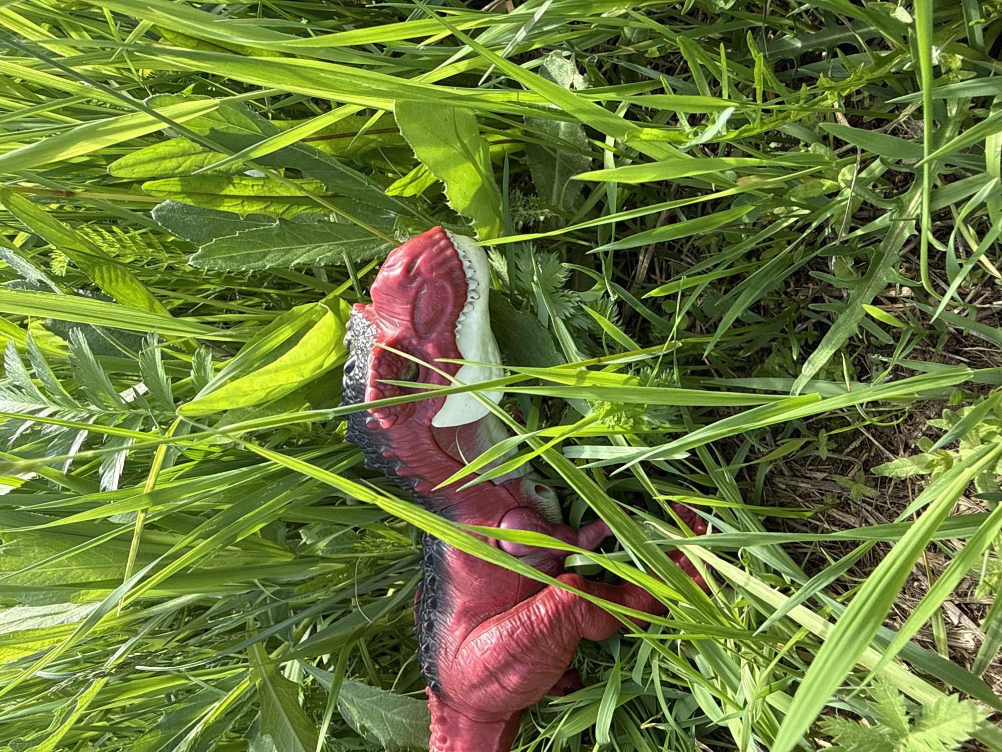 A red and black toy dinosaur is positioned amidst dense, vibrant green grass and broad-leafed plants in an outdoor, natural environment. The dinosaur, identifiable by its muscular build, distinctive cranial features, and prominent teeth, is oriented with its head facing towards the right side of the frame. Its body is primarily red with a textured surface, transitioning to a dark, possibly black, coloration with raised spines along its back. White teeth are visible in its partially open mouth, and a light grey or white section marks its lower jaw. The scene is brightly lit by natural sunlight, indicating daytime conditions, with some individual grass blades displaying highlights and subtle shadows. Underlying the vegetation, sections of brown earth or dried plant matter are discernible. The precise geographical location, including any specific city or country such as Уральское, Russia, cannot be determined from the visual content of the image.