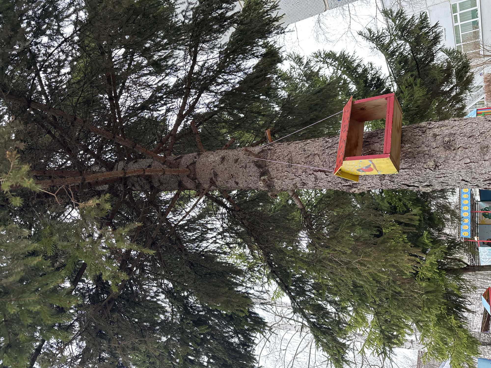 The image depicts a large evergreen tree in what appears to be an urban setting. A wooden birdhouse, painted with red and yellow trim, is attached to the trunk of the tree with string. The branches of the tree fill much of the frame, with some foliage visible in the foreground and background. In the background, a building with windows can be partially seen. To the right, part of what seems to be a children's playground structure is visible, with some painted designs. The location is Chaikovsky, Russia. The time of year appears to be late winter or early spring. There are no people visible in the image.