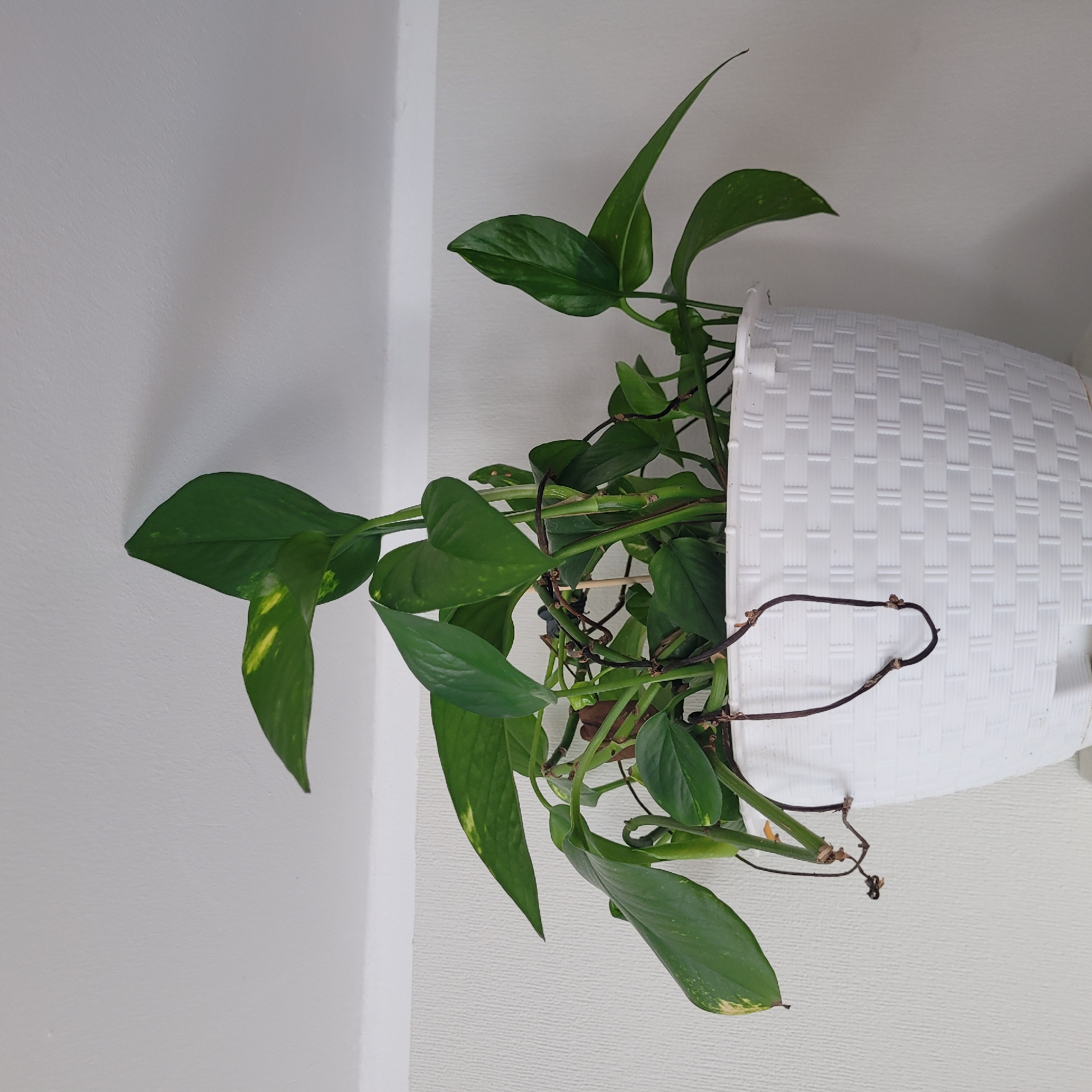 A healthy, green potted plant with variegated leaves sits in a white woven basket planter. The plant appears to be a Pothos, with long vines trailing down and some small yellow spots on the leaves. The planter is positioned indoors, against a textured white wall. A shadow of the plant is cast on the wall behind it. The location is Jūrmala, Latvia.