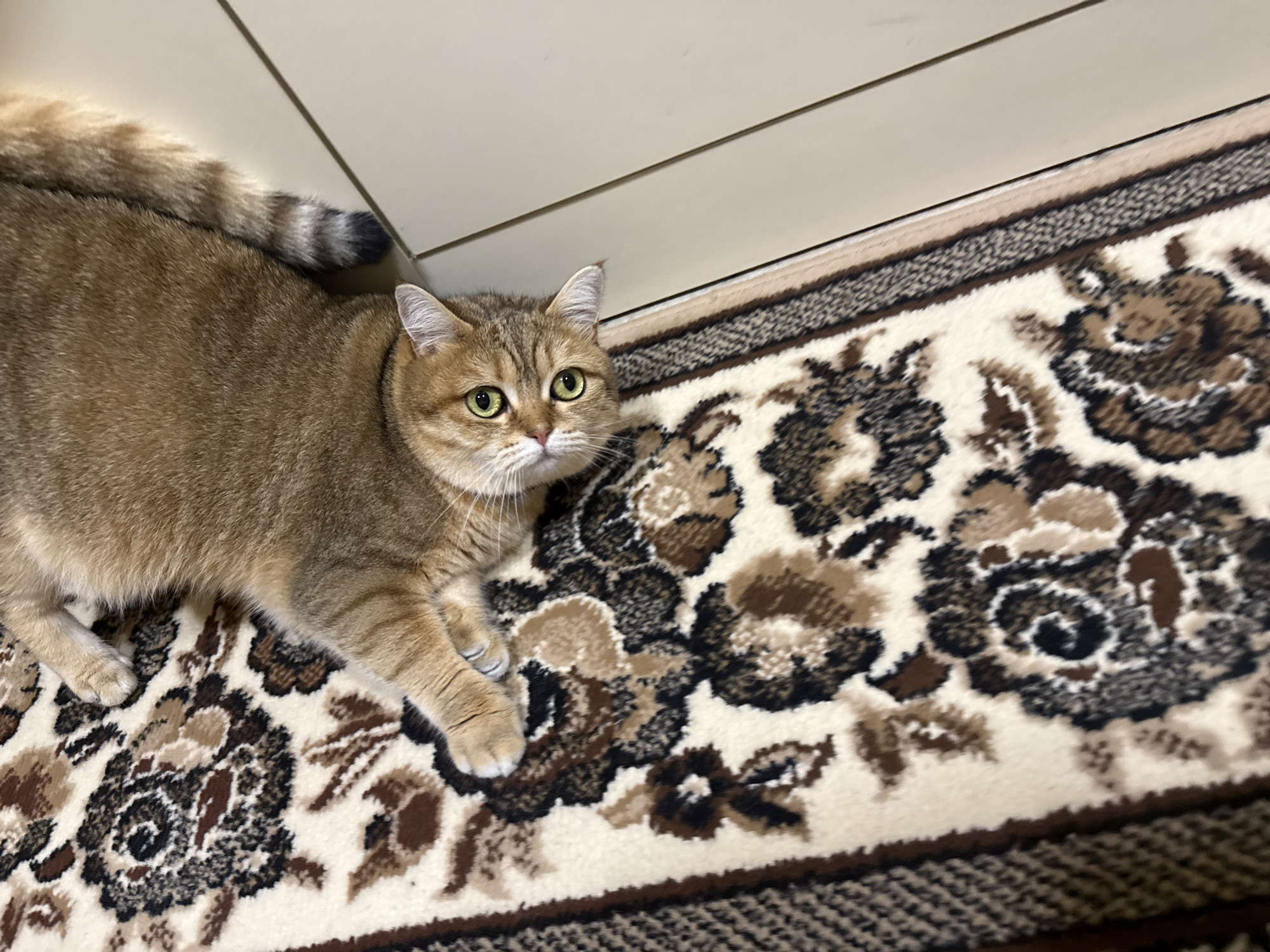 A golden-brown cat with green eyes is lying on a rug with a floral pattern. The cat's body is mostly visible, and it is looking up towards the camera. The rug is cream-colored with brown and black floral designs. The background shows a light-colored floor with a thin, straight line dividing two sections. The image is taken from a high angle, looking down at the cat. The location is not specified in the image or the provided information, therefore, it cannot be stated that this is in Partenit, Ukraine.