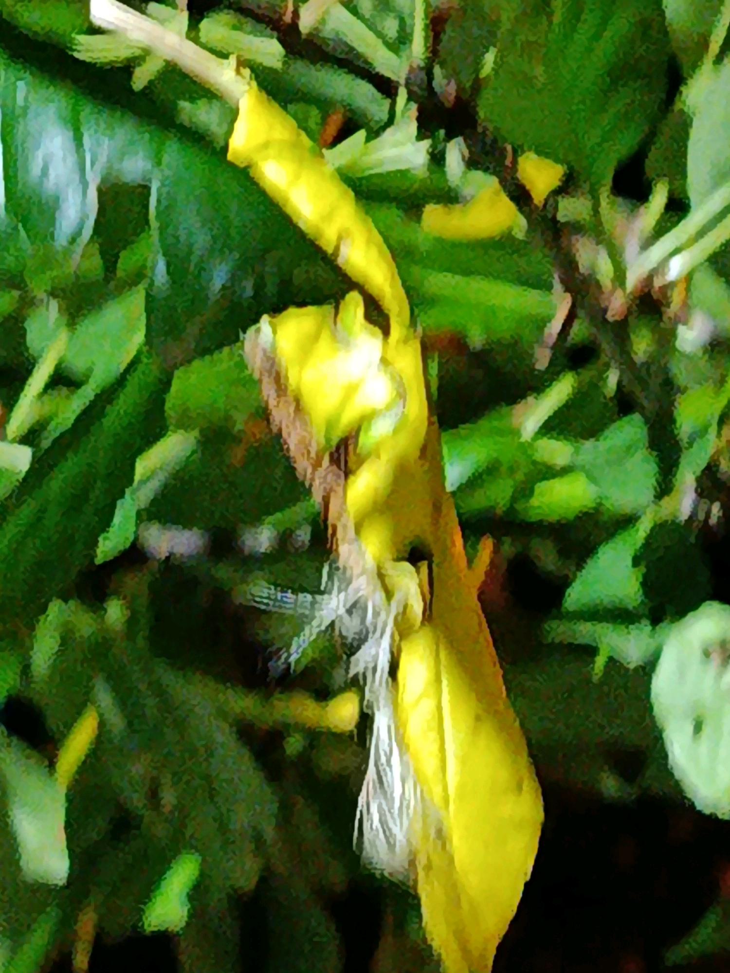 The image is a close-up, abstracted view of a yellow object with some white, fibrous material attached, set against a dark green, out-of-focus background of leaves and branches. The yellow object appears to be a flower or part of a plant, possibly a wilting or damaged petal. The white material resembles fine threads or fuzz. The overall impression is of organic matter in a natural setting, likely a garden or woodland. The location in the city of Верея, Russia, is not discernible from the image itself.