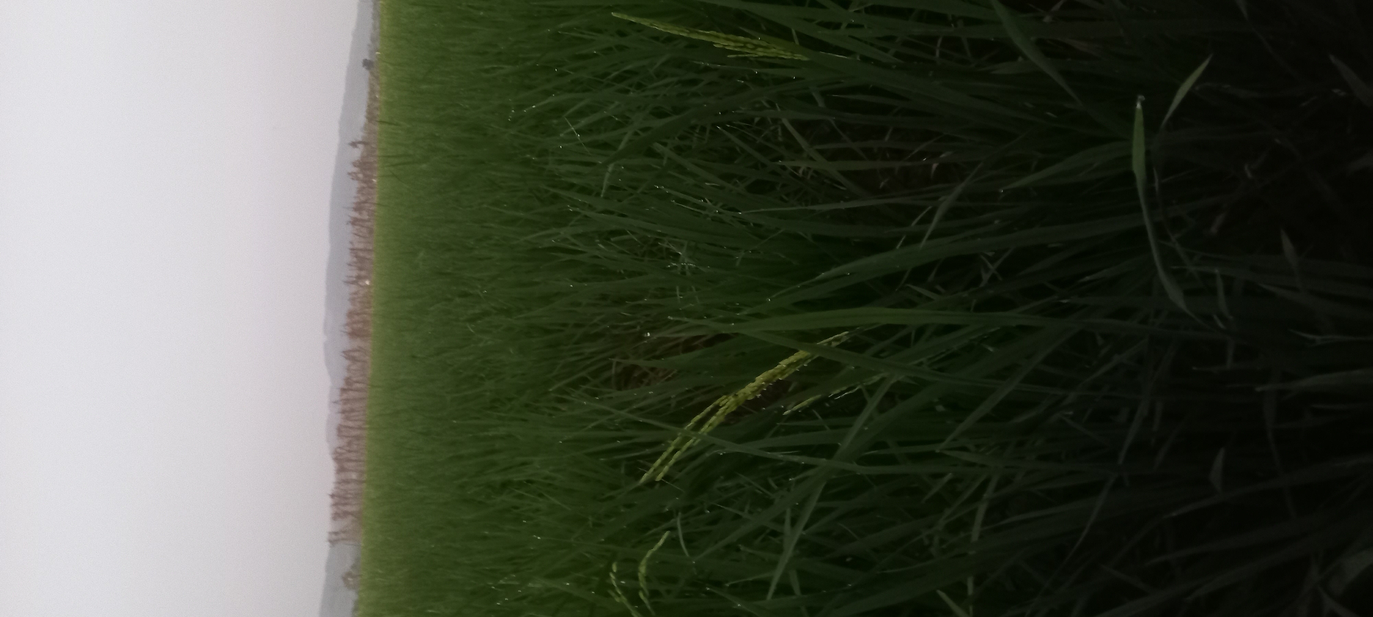 This image depicts a rice paddy field at dusk or dawn. The foreground is dominated by lush green rice stalks, some of which bear developing grains. Small water droplets are visible on the leaves, suggesting recent rain or dew. In the background, a distant treeline or low hills are silhouetted against an overcast sky. The scene is devoid of human presence or any other discernible subjects. The location is identified as Sidamulya, Indonesia.