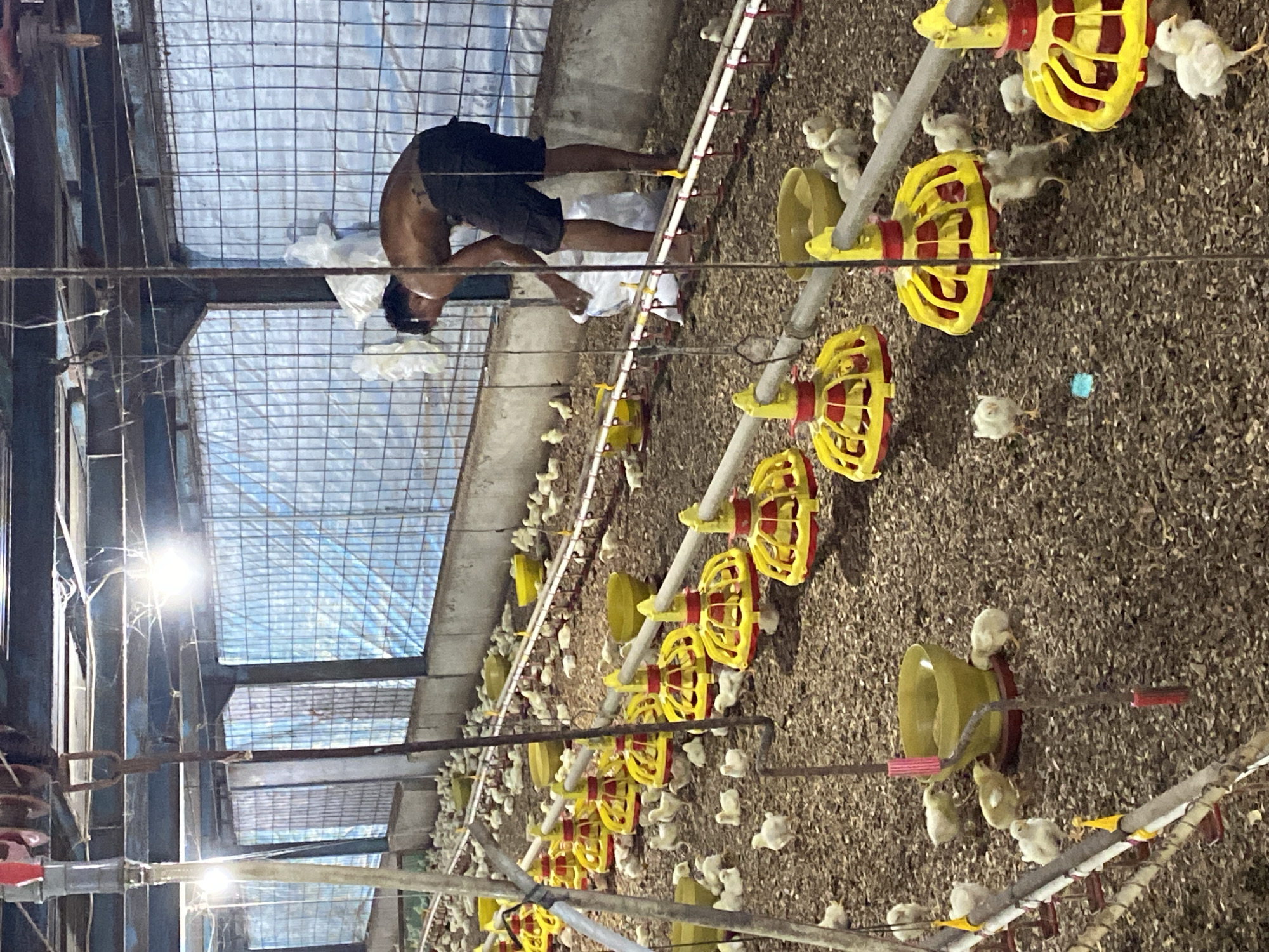 The image depicts a chicken coop with numerous young chicks scattered on a floor covered with wood shavings. Several yellow and red feeders are visible, some containing feed. A shirtless person, appearing to be male, is in the background, tending to a white bag, possibly refilling a feeder. The environment is an enclosed space with blue netting or sheeting covering the upper portions of the walls, and metal framing supporting the structure. Lighting fixtures are present, providing illumination. The scene is consistent with a poultry farm, likely in a rural or agricultural setting. No specific landmarks or context for Palohdama, Indonesia are discernible from the image itself.