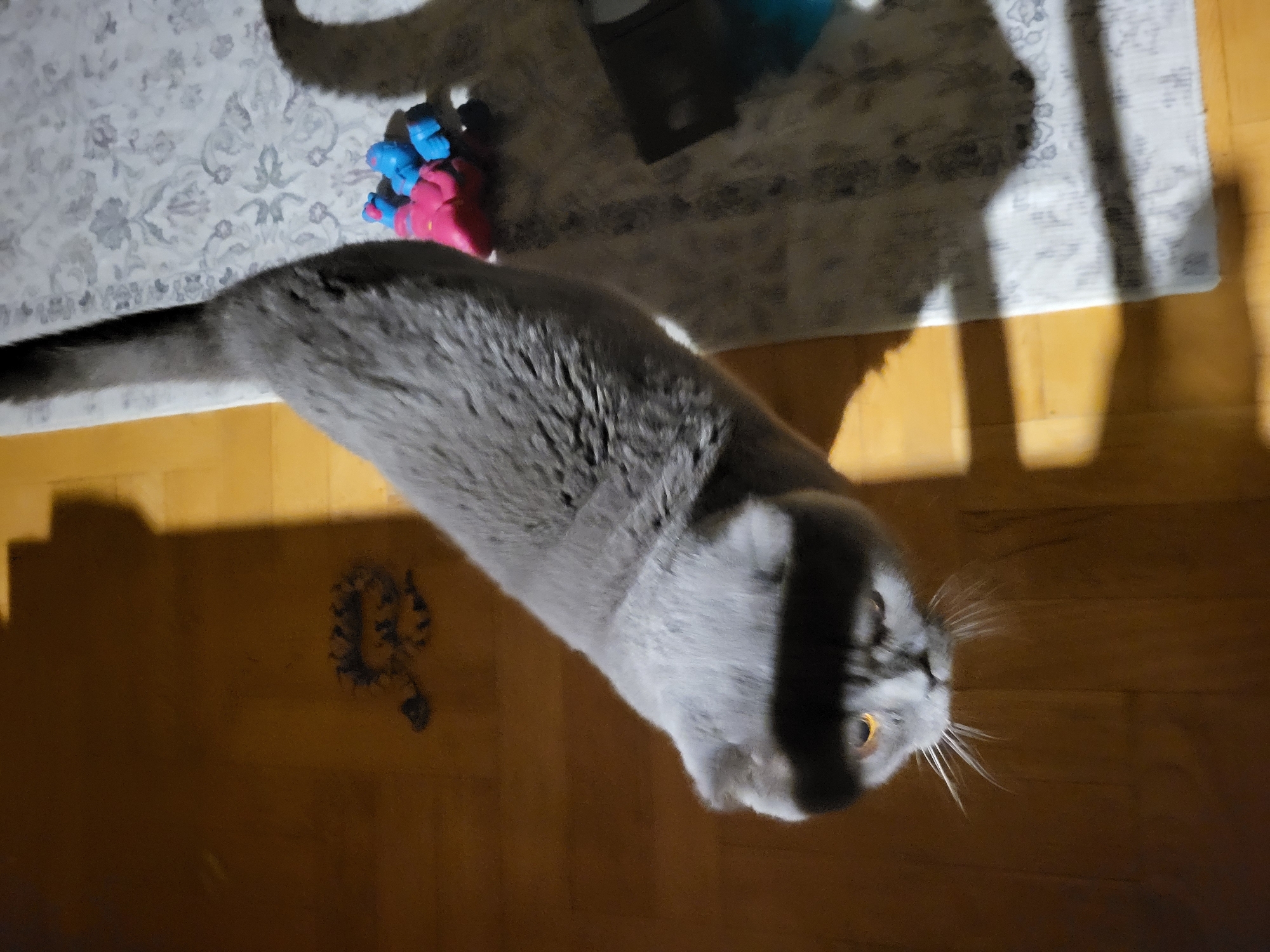 A grey cat is looking down at the camera, its head is tilted to the left. The cat is on a wooden floor, and there is a rug to the right. There are some toys on the rug, one pink and two blue. There is a shadow of a cat on the wall behind it. The lighting in the image is low, and there are some shadows.