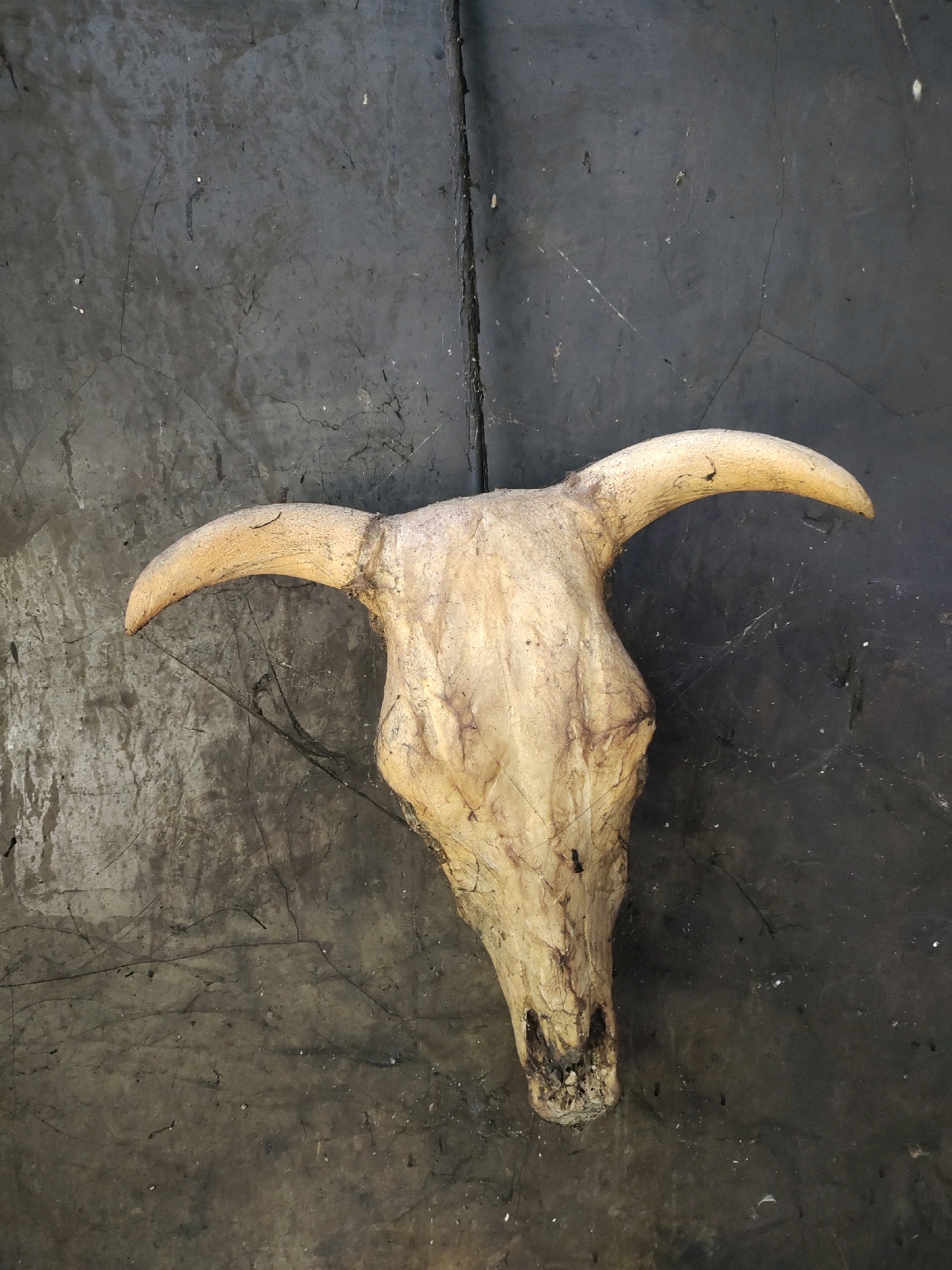 A cow skull lies on a textured, dark gray, concrete-like surface. The skull is light beige with visible cracks and some staining. Two curved horns extend upwards and outwards from the skull, also exhibiting a similar light beige color and textured surface. The skull is positioned slightly off-center to the right, with its pointed snout facing downwards and slightly to the left. The background is dark and appears to be a weathered, possibly outdoor, surface with some faint linear and irregular markings. The lighting is natural and casts subtle shadows. The image is taken from a top-down perspective.