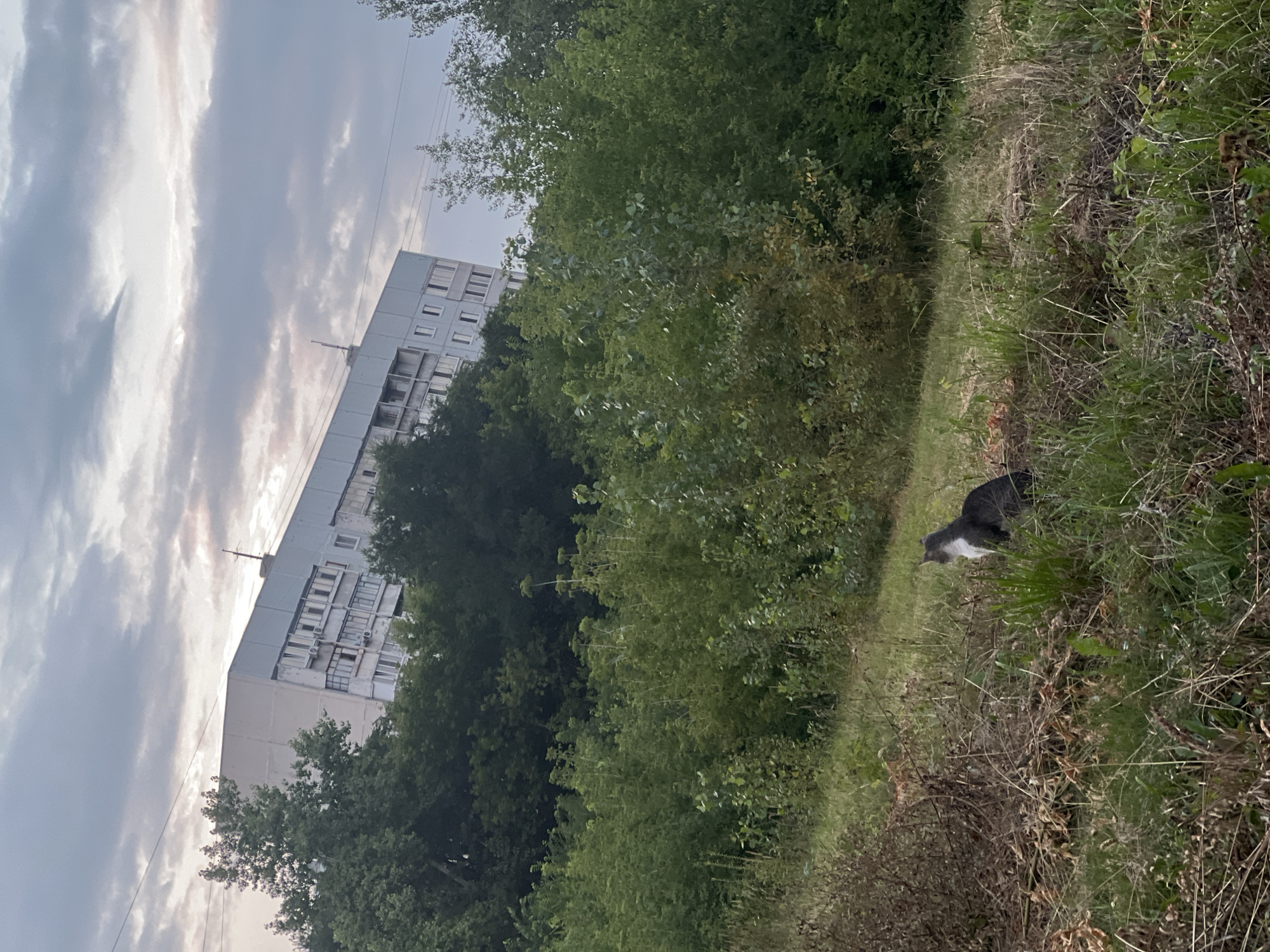 The image shows a gray and white cat sitting in overgrown grass in the foreground. Behind the cat, there is a dense area of green bushes and trees. In the background, a tall, multi-story apartment building, typical of Soviet-era architecture, is visible. The building is light-colored and has numerous windows. The sky above is cloudy with a mix of gray and lighter patches. The overall setting appears to be on the outskirts of a city, with a juxtaposition of nature and urban development. Given the architectural style and the commonality of such scenes in Russia, this location could be within the city of Ulyanovsk.