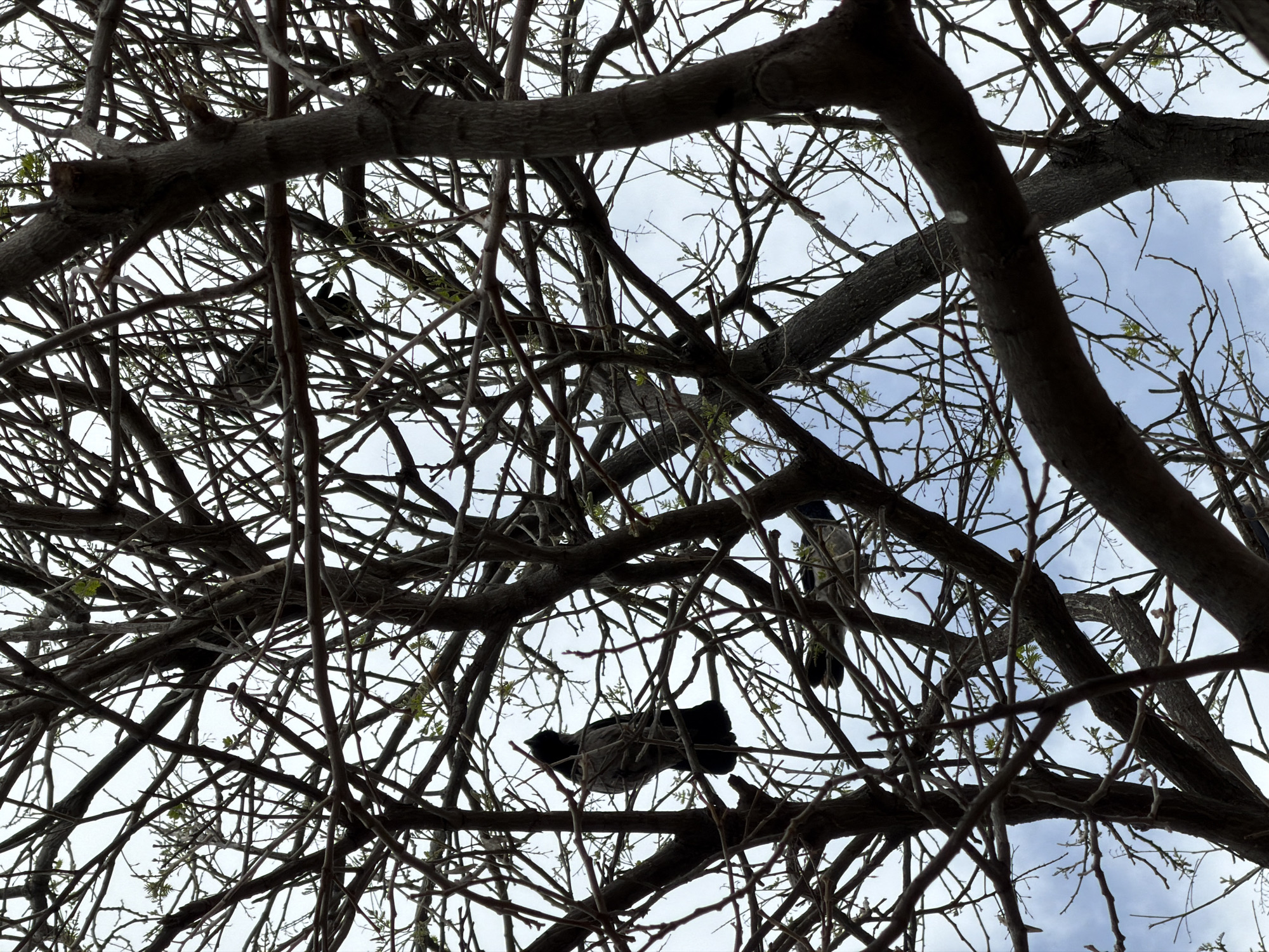 The image shows a view looking up into a tree with bare branches. Several crows are perched among the branches. The background reveals a cloudy sky. The location is Kiryat Bialik, Israel.