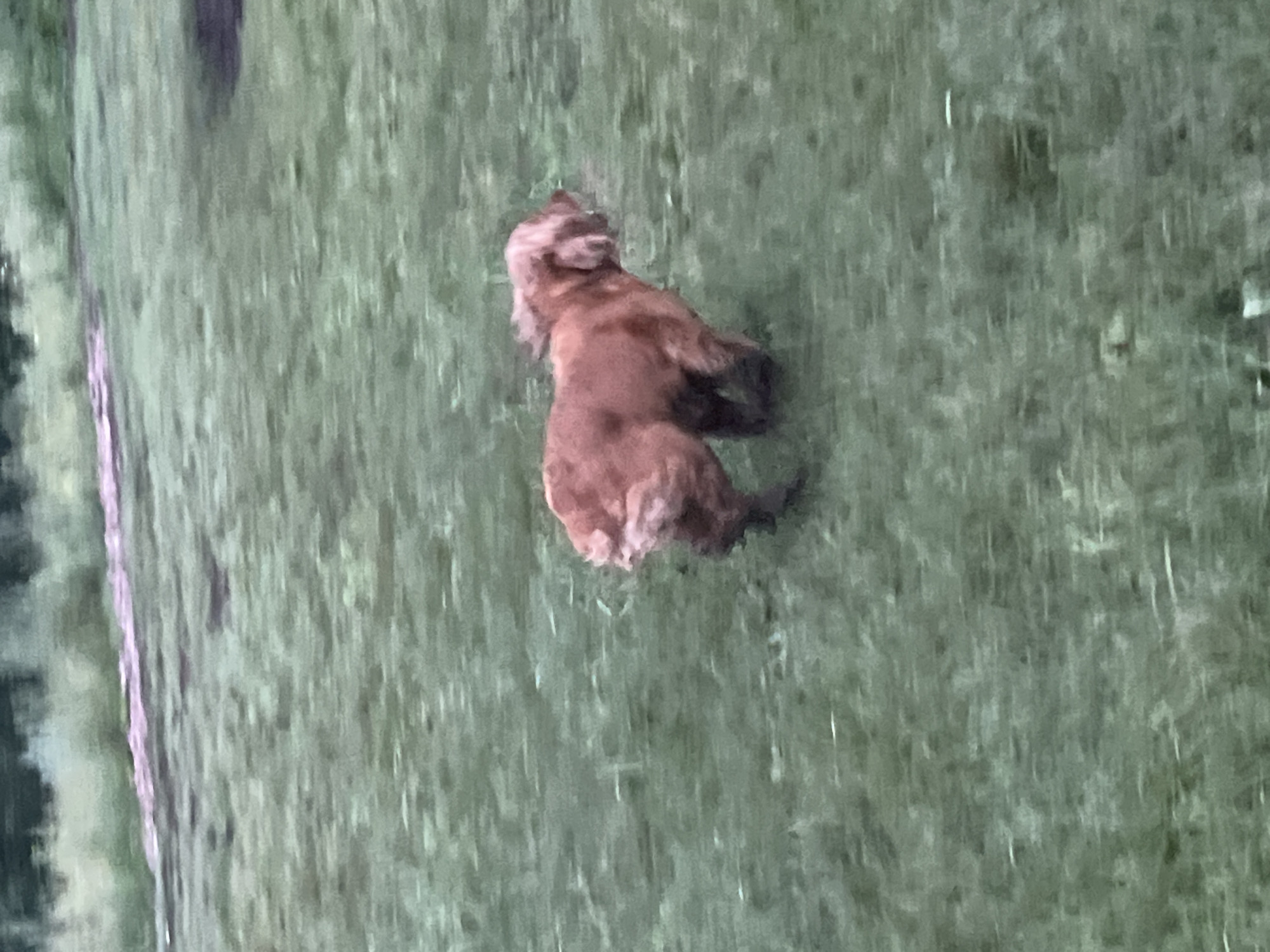 A golden-brown dog is captured in motion on a grassy field. The dog appears to be running or trotting, with its fur slightly blurred due to movement. The background consists of green grass and a darker, out-of-focus area that could be trees or bushes. The lighting suggests it is daytime. No specific geographical features definitively placing this image in Krasnoyarsk, Russia, are visible.