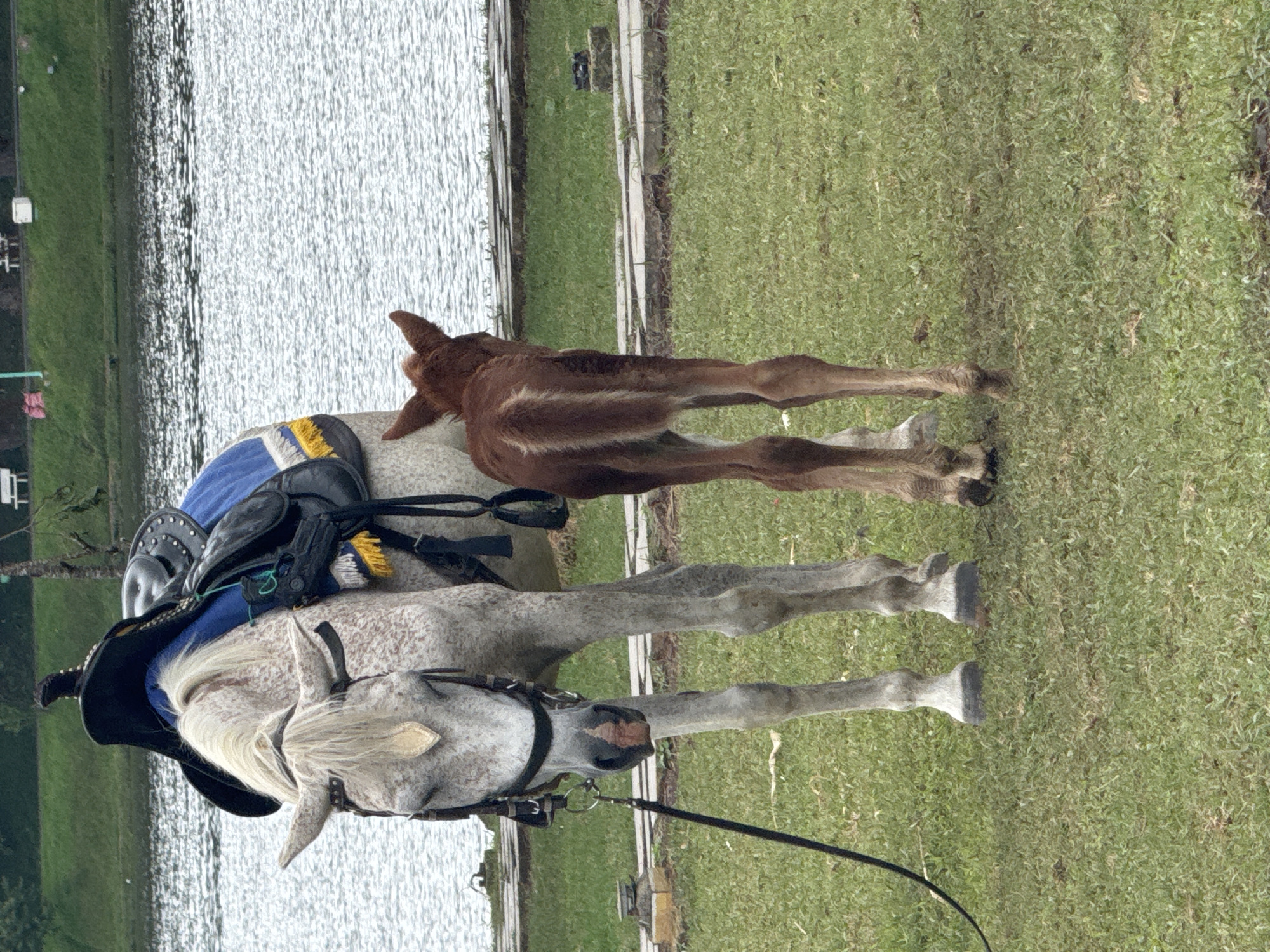An outdoor scene captures an adult horse and its foal standing on a grassy bank next to a body of water in Da Lat, Vietnam. The prominent subject is a dappled grey horse, adorned with a black saddle featuring a blue and yellow saddle pad, and a bridle. This horse has a long, light-colored mane. Standing closely behind and to its right is a small, brown foal with lighter markings along its back and legs.
The horses are positioned on a lush green lawn, which extends to the edge of a serene lake or large pond. The water's surface is covered with subtle ripples, reflecting the ambient light. In the background, across the water, a verdant landscape with distant, indistinct structures or fences is visible. The scene is illuminated by natural daylight, suggesting either an overcast sky or bright ambient conditions with no harsh shadows. Both horses appear calm and relaxed, indicating a peaceful moment in a natural, scenic environment. No visible text is present in the image.