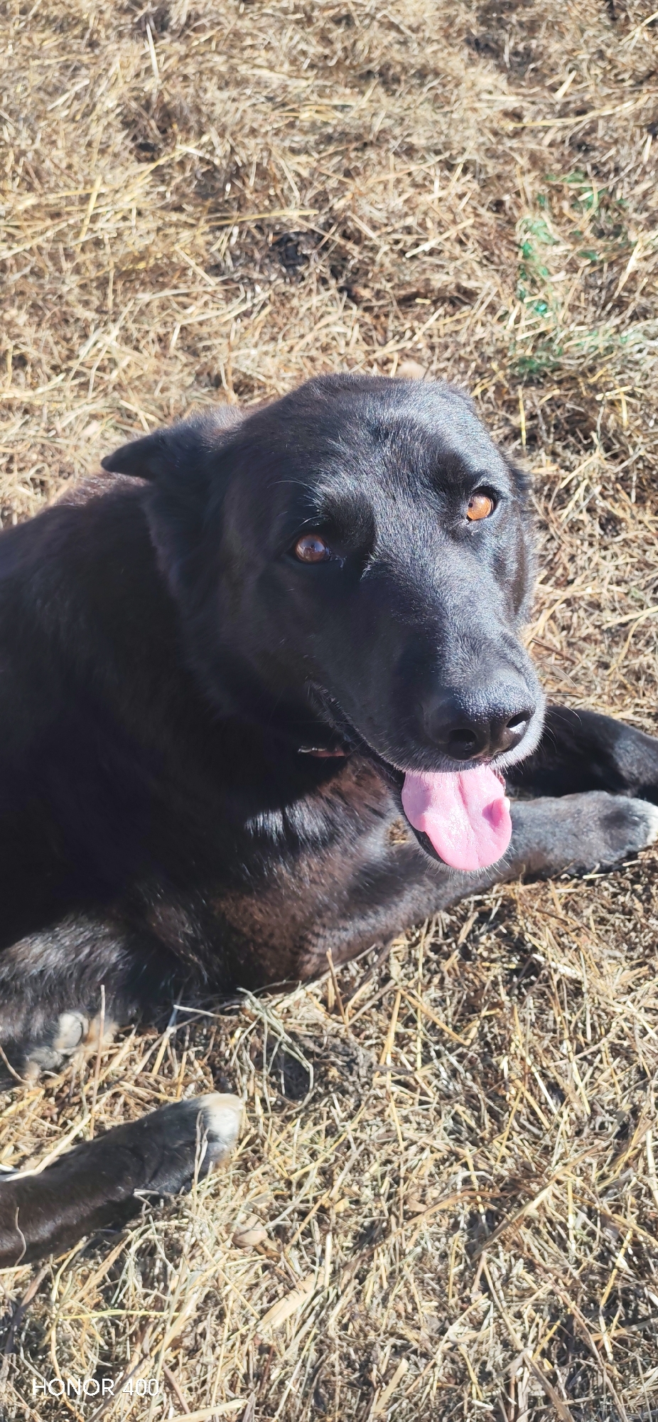 A black dog with brown eyes is lying on dry grass. The dog has its tongue out. The location is outdoors. The location is not specified in the city of Noviy, Russia.