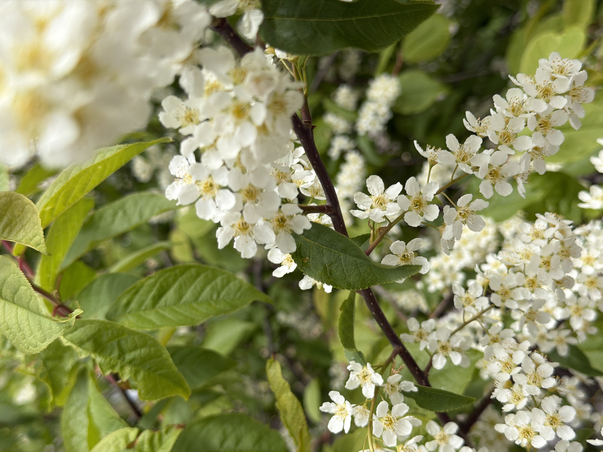 The image features a close-up of flowering branches with white blossoms and green leaves. The blossoms are small and clustered, suggesting a tree or shrub in bloom. The leaves are green and appear to be healthy, providing a contrasting backdrop to the white flowers. The branches are dark brown, adding to the contrast. The light is bright and diffused, enhancing the details of the flowers and leaves.
Given the location in Saint Petersburg, Russia, the vegetation is consistent with that region. The specific species is not discernible from the image but could be a type of flowering tree or shrub common in temperate climates.