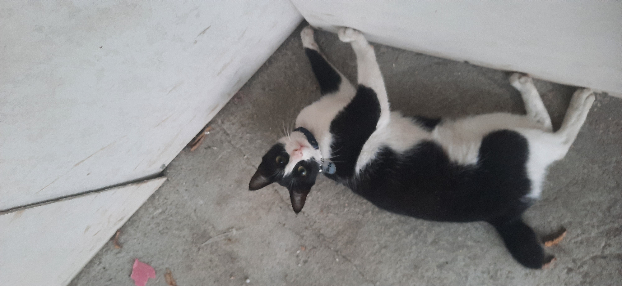 A black and white cat is lying on a concrete surface next to a white wall in Cisauk, Indonesia. The cat is wearing a blue collar with a tag. The concrete surface is cracked and dusty, with some debris scattered around. A small pink object is visible on the ground to the left of the cat. The white wall appears to be made of painted wood. The lighting suggests it is daytime.