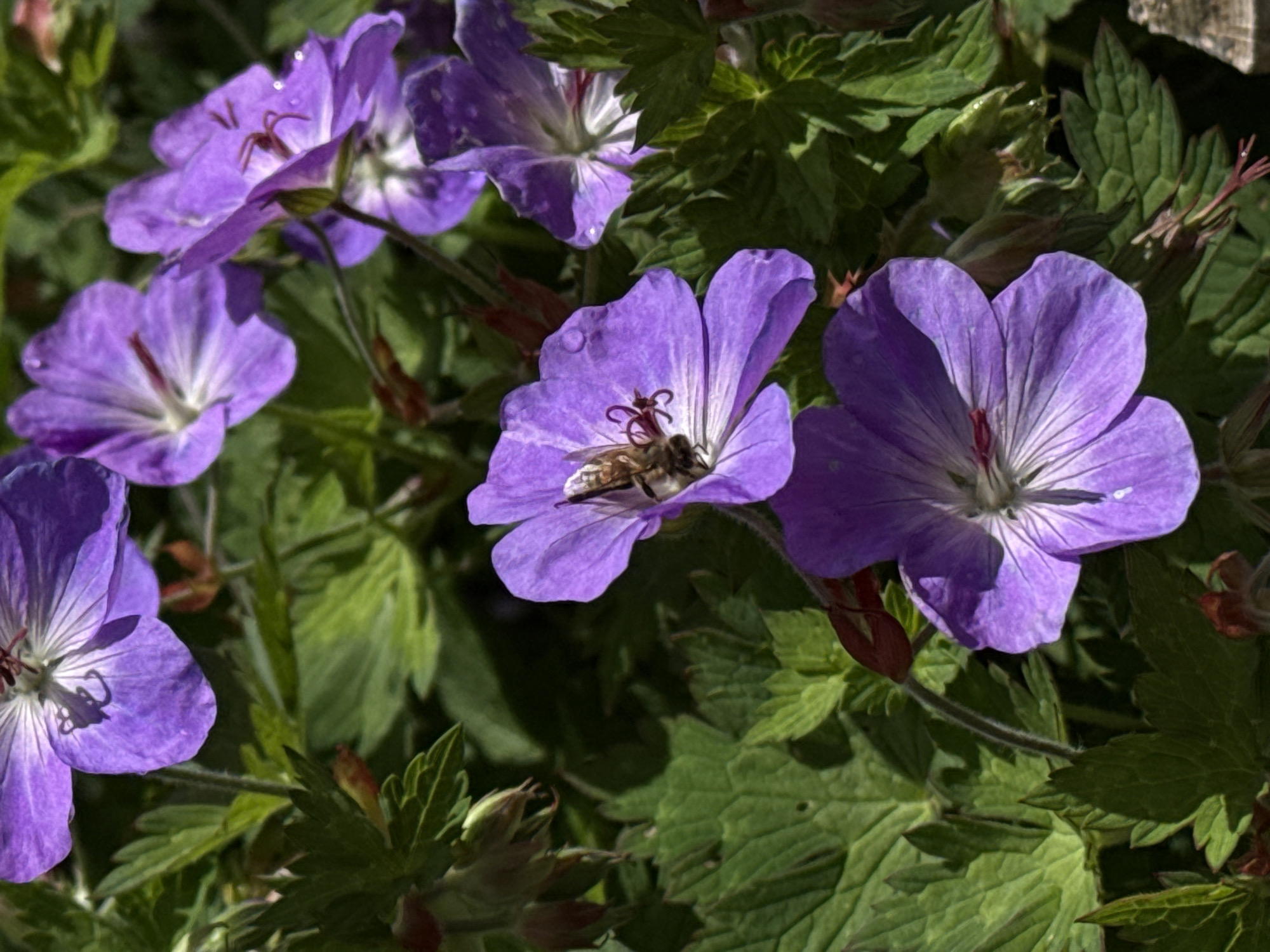 The image displays a close-up of purple Geranium flowers in bloom, with one flower hosting a bee. The flowers are vibrant, with delicate petals and visible veins. The bee is positioned in the center of the flower, actively engaged in collecting nectar or pollen. The background consists of lush green foliage and other blooming flowers, creating a natural and slightly blurred effect. The lighting suggests it's daytime, with sunlight highlighting the textures of the petals and leaves. This scene is typical of a garden or park setting.