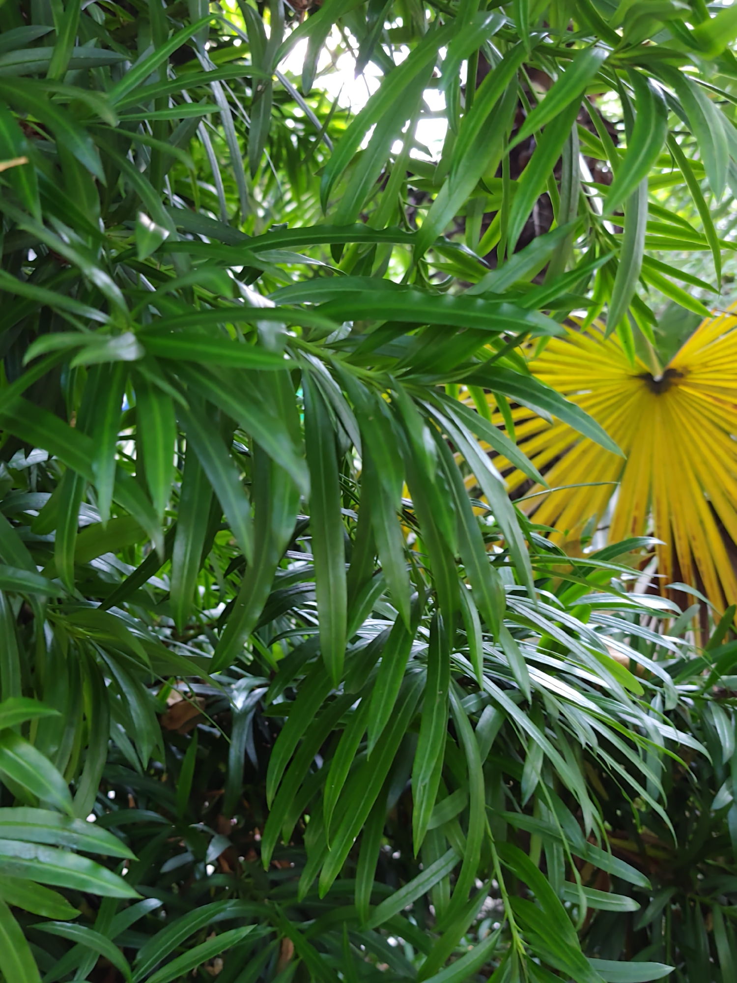 The image captures a close-up view of lush green foliage, dominated by long, narrow leaves. In the background, a bright yellow fan-shaped leaf, possibly from a palm tree, is visible. The lighting suggests it might be daytime, with sunlight filtering through the leaves. The scene appears to be outdoors, in a natural setting. There are no people, animals, or man-made objects clearly identifiable in the foreground or immediate vicinity. The overall impression is one of dense vegetation. Without further context or landmarks, it is impossible to definitively place this scene within the city of Sochi, Russia. However, the presence of tropical-looking foliage like a palm frond suggests a warmer climate, which is consistent with Sochi's subtropical environment.