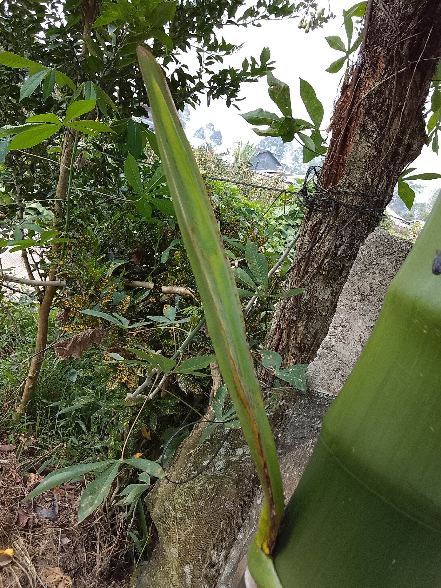 A green plant shoot emerges from the foreground of the image, angled towards the left and extending upwards. Behind it, a thick tree trunk with rough, textured bark is visible, secured by black wire wrapping. To the right of the trunk, a gray, rough-surfaced concrete block is positioned. The background is filled with dense green foliage, including broad leaves and smaller plants with yellow speckled leaves. In the distance, glimpses of buildings with roofs suggest a residential area. The overall setting appears to be an outdoor environment with lush vegetation.