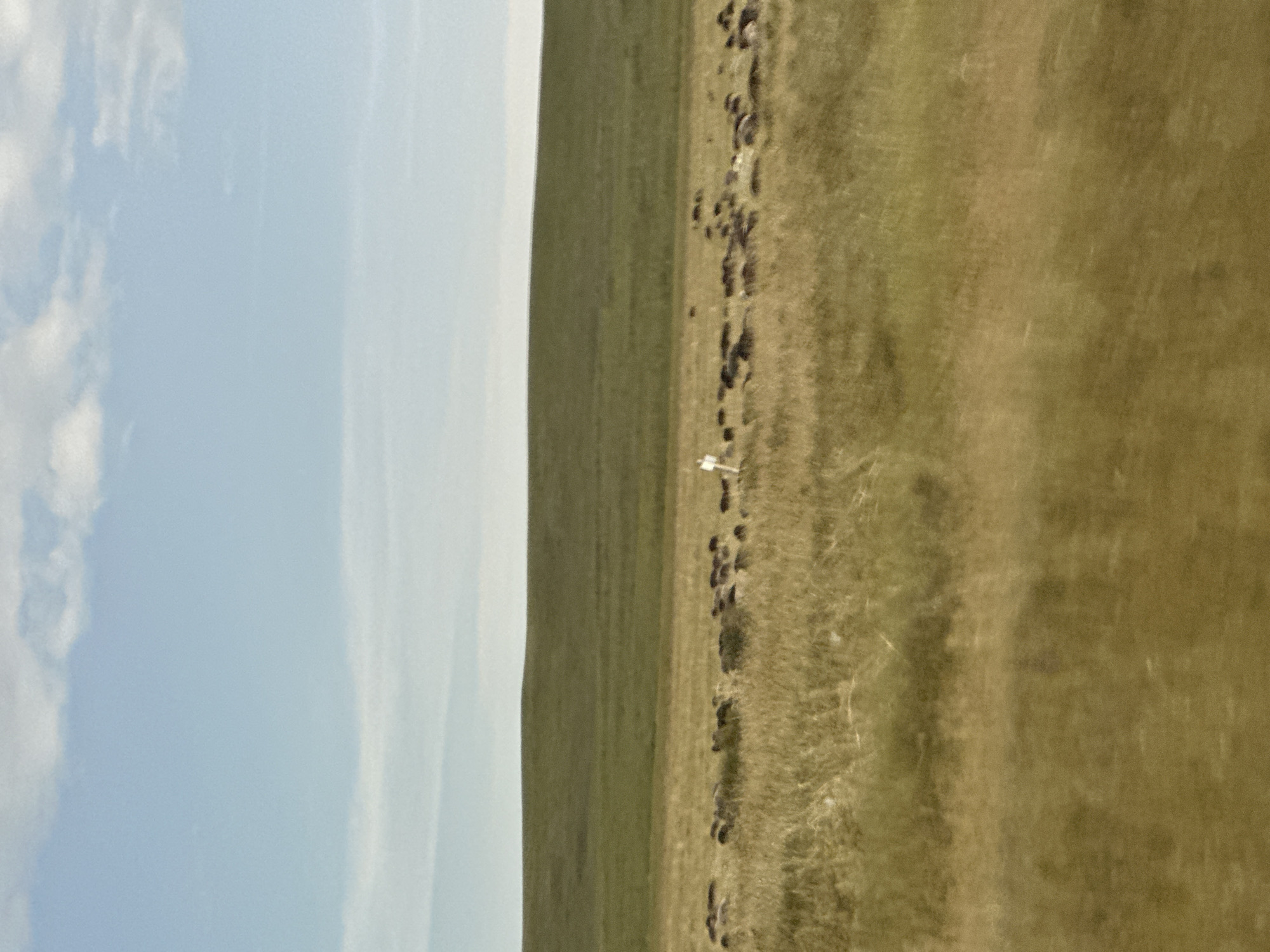 The image depicts a vast, open field of dry, golden-brown grass with a clear blue sky overhead. The landscape is divided vertically, with the left side dominated by the sky, featuring wispy white clouds, and the right side showcasing the grassy terrain. A distinct line separates the sky from the field, suggesting a horizon or a change in elevation.
In the grassy area, a cluster of dark, irregular shapes is visible, resembling rocks or possibly animal droppings, forming a rough line across the field. Amidst this, a small, white, upright object stands out, appearing to be a marker or a signpost. The dry grass suggests a season like late summer or autumn, and the clear sky indicates fair weather.
The image has been rotated 90 degrees counter-clockwise. The overall impression is one of a natural, perhaps remote, rural or wilderness setting. There is no discernible text in the image. The time of day appears to be daytime, with bright natural light illuminating the scene.