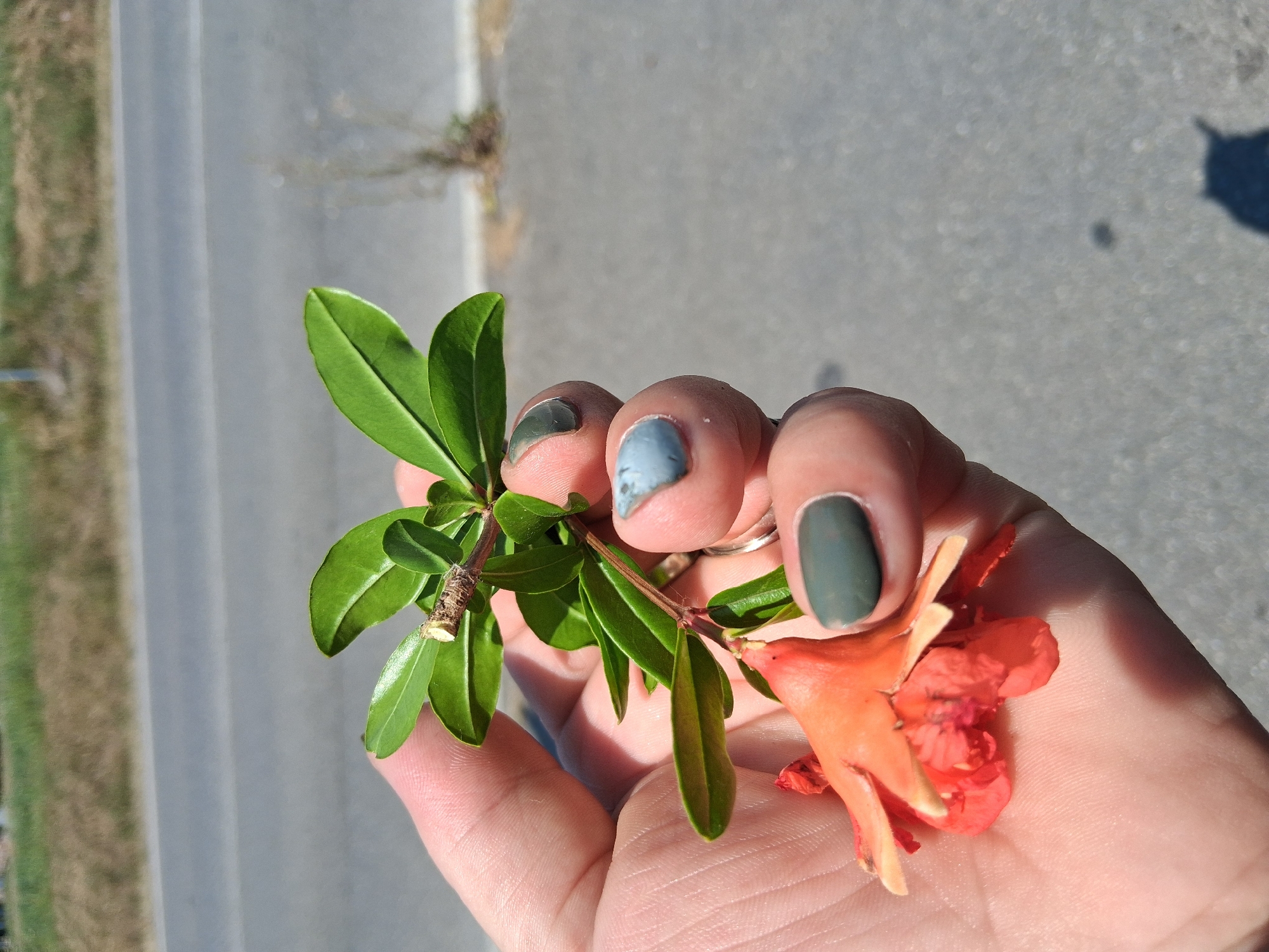 A close-up shot shows a person's hand holding a small branch with green leaves and an orange flower. The hand has fingernails painted in muted tones of green and blue. The background is blurred, revealing an asphalt surface and a grassy area, suggesting an outdoor setting. The lighting indicates it is daytime, likely sunny given the clear shadows visible. The branch appears to be freshly picked, and the flower is delicate and vibrantly colored. The overall impression is one of a casual, close observation of nature. No text is visible in the image.