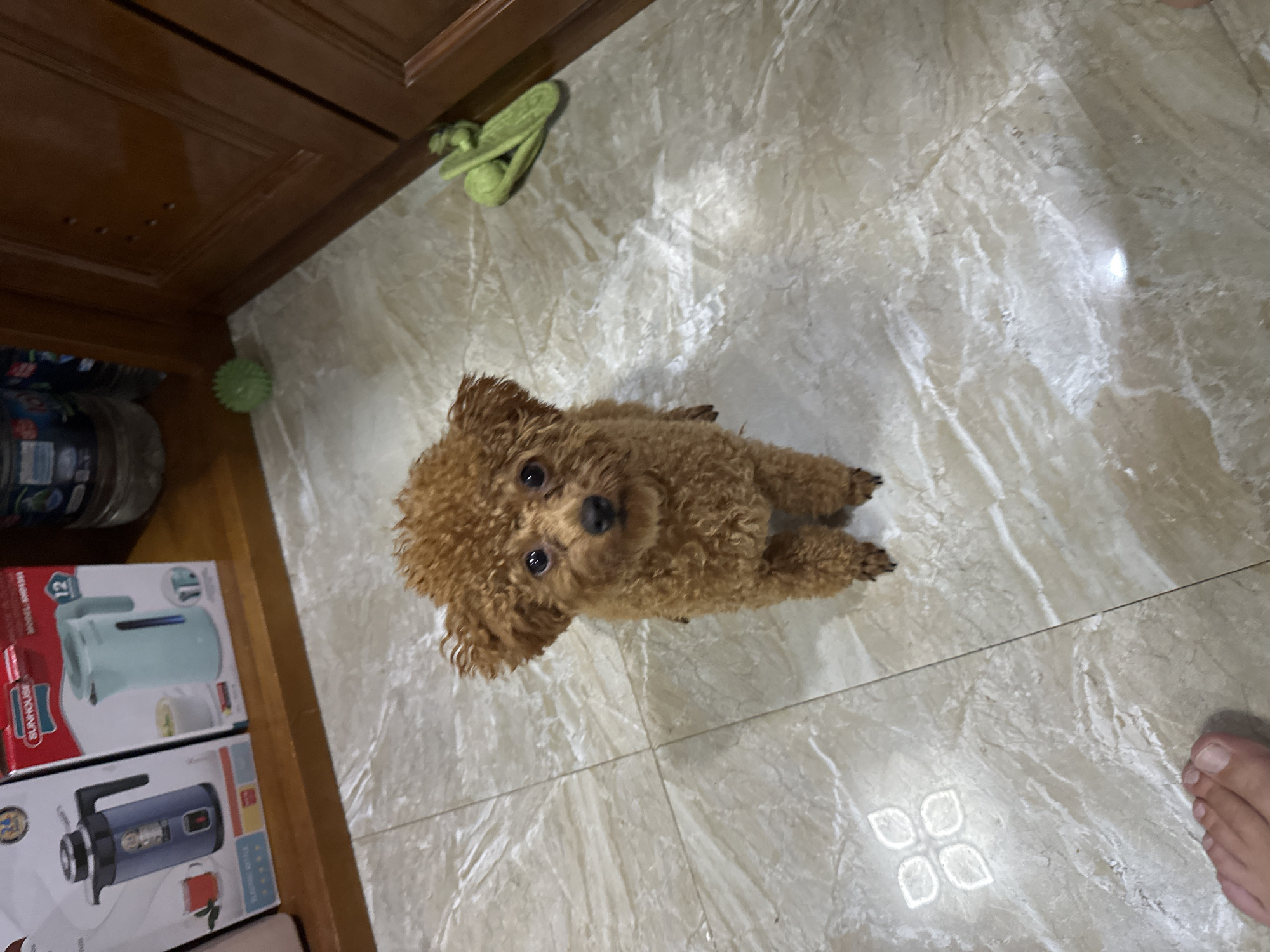 A small, brown poodle sits on a tiled floor with a light, marbled pattern. The dog is centered in the frame, looking upwards with a direct gaze. The floor is clean and reflects light. In the upper left corner, there is a dark brown wooden surface, and adjacent to it, boxes of appliances are stacked. A green slipper and a spiky green ball are scattered on the floor near the wooden surface. Part of a human foot is visible in the lower right corner of the frame.
Given the name "Bac Nha Trang Ward, Vietnam" it is impossible to know that this image came from this specific location. This could be anywhere.