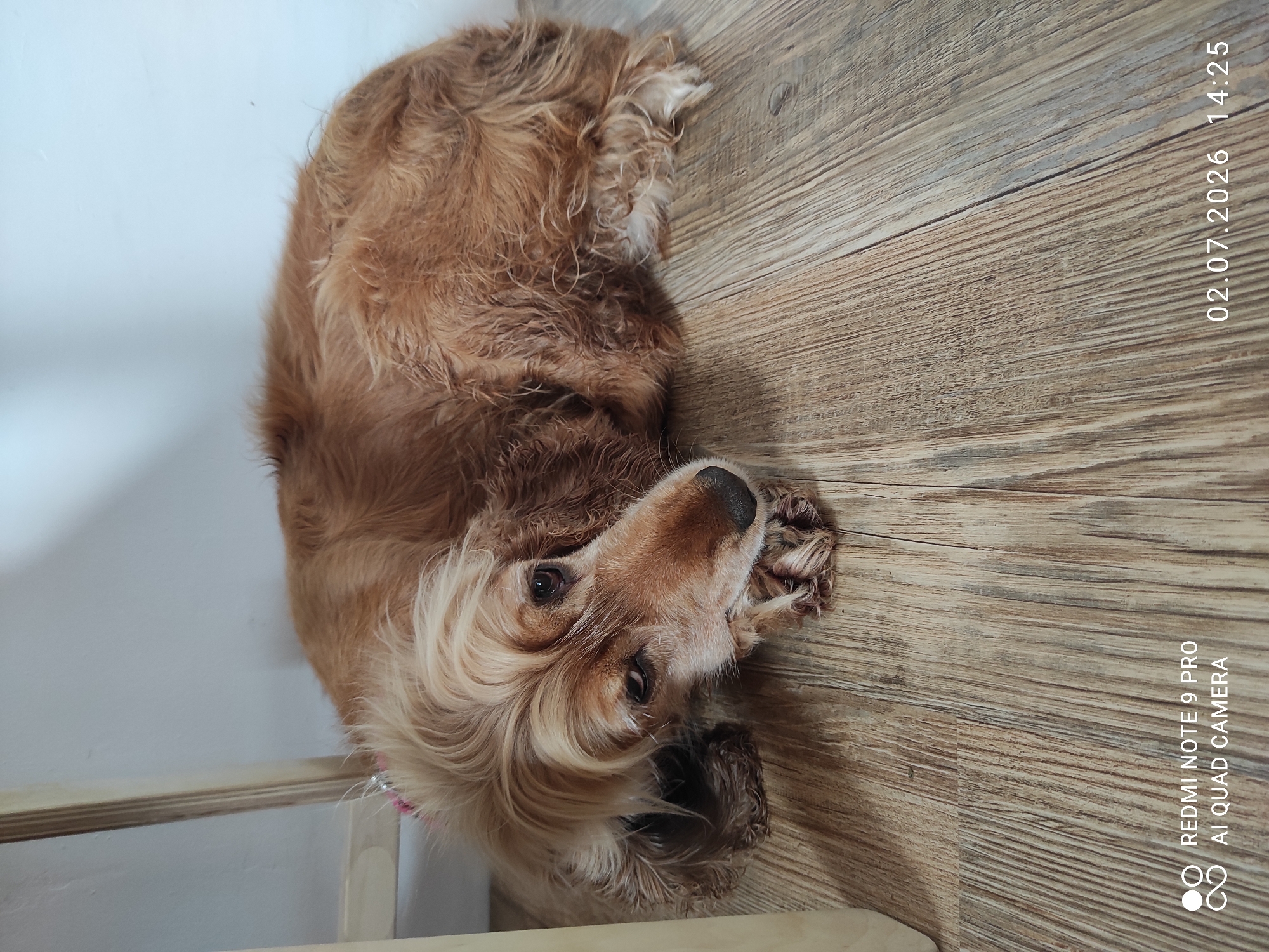 The image shows a medium-sized dog with light brown fur, lying on its side on a wooden floor. The dog is looking upwards towards the camera with a slightly tilted head. Its eyes are dark brown, and its ears are long and floppy, characteristic of a spaniel breed. The dog's fur appears somewhat wet and tousled, particularly around its face and ears. It is wearing a pink collar.
The setting is indoors, with a light-colored wall visible in the upper left portion of the image. The floor is made of wood planks with a visible grain pattern. In the bottom left, a light-colored wooden structure, possibly a step or a piece of furniture, is partially visible.
The image has a timestamp in the upper right corner, reading "02.07.2026 14:25". Additionally, there is a watermark in the lower right corner that reads "REDMI NOTE 9 PRO AI QUAD CAMERA". The lighting suggests it is daytime, and no specific weather conditions are indicated. The dog's expression could be interpreted as curious or relaxed. The overall scene is simple and focuses on the dog in its domestic environment.