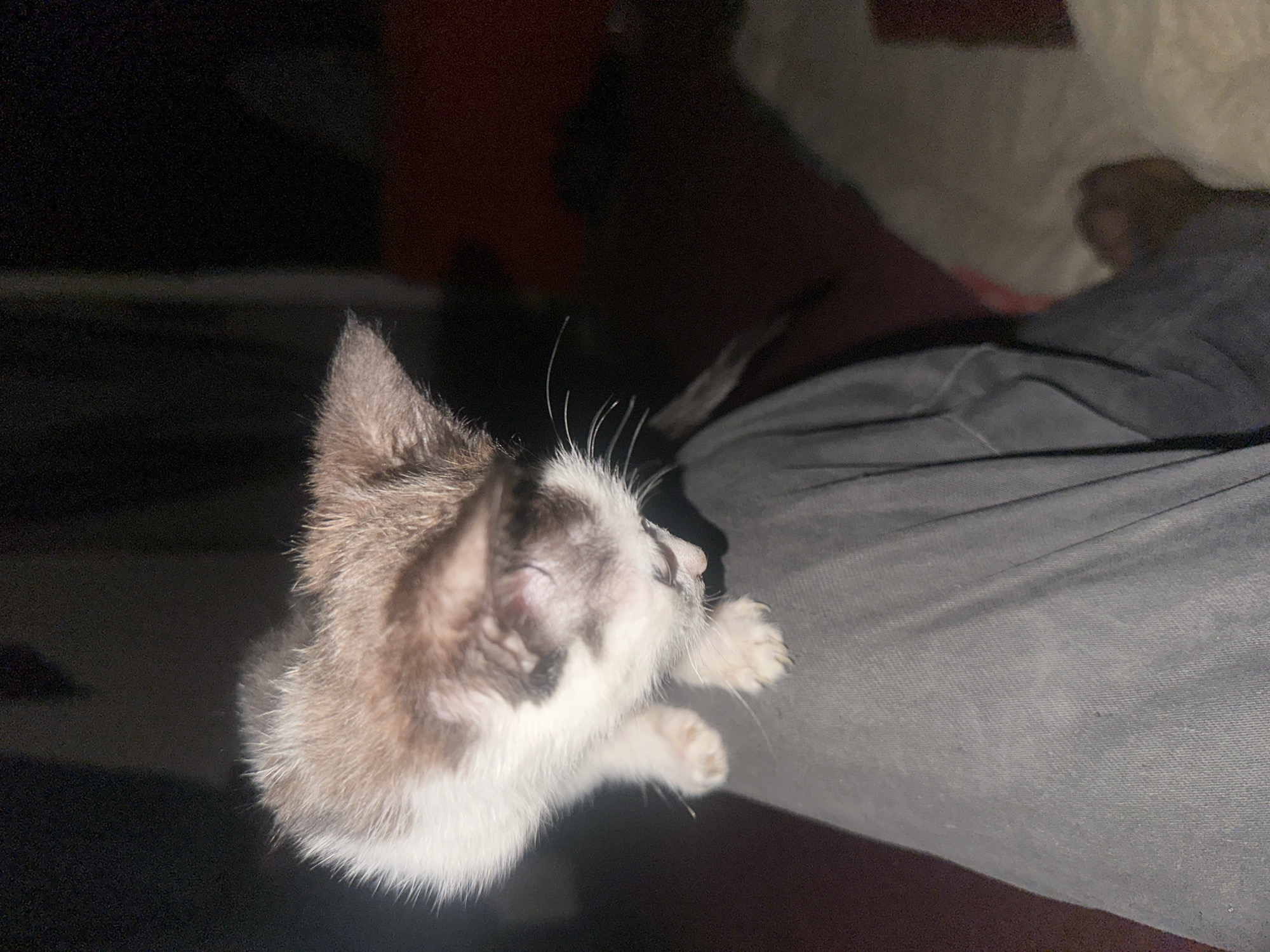 A kitten is perched on the lap of a person wearing dark gray pants. The kitten is small with white and brown fur and is looking down. The background is dark and out of focus, with hints of a reddish surface and a light-colored object. The scene appears to be indoors, possibly in a residential setting in Jos, Nigeria.