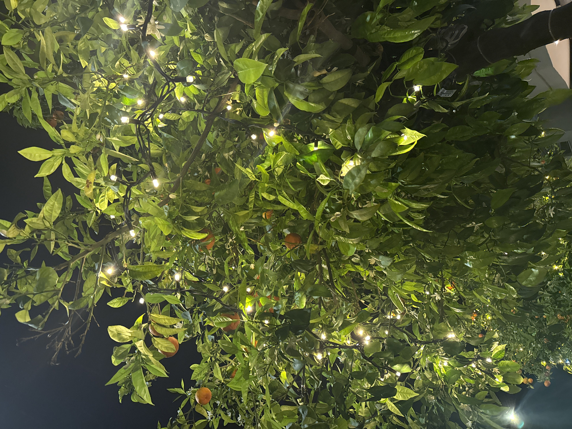 A nighttime, upward-facing view captures a tree illuminated with small, warm-toned lights. The tree has dense foliage of green leaves and numerous ripe oranges. Dark sky is visible in the background where the foliage is thinner. A building structure is slightly visible in the upper right. This scene could be located in Alanya, Turkey, given the presence of orange trees, which thrive in Mediterranean climates.