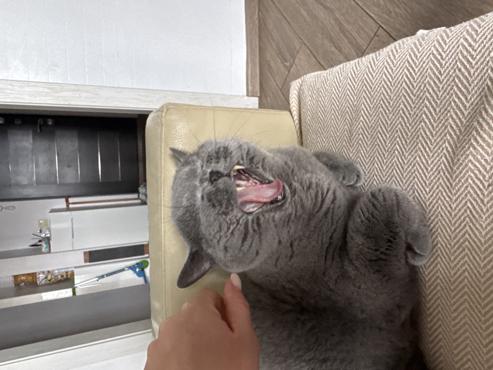 A British Shorthair cat is yawning widely while being petted by a human hand. The cat is grey with yellow eyes and sharp teeth are visible inside its mouth. The cat is lying on a sofa with a cream-colored leather back and a beige patterned cushion. In the background, there is a doorway with a dark door and a white wall. To the left, there is a shelf with a vase and a blue scooter. The scene is indoors, likely in a residential setting.