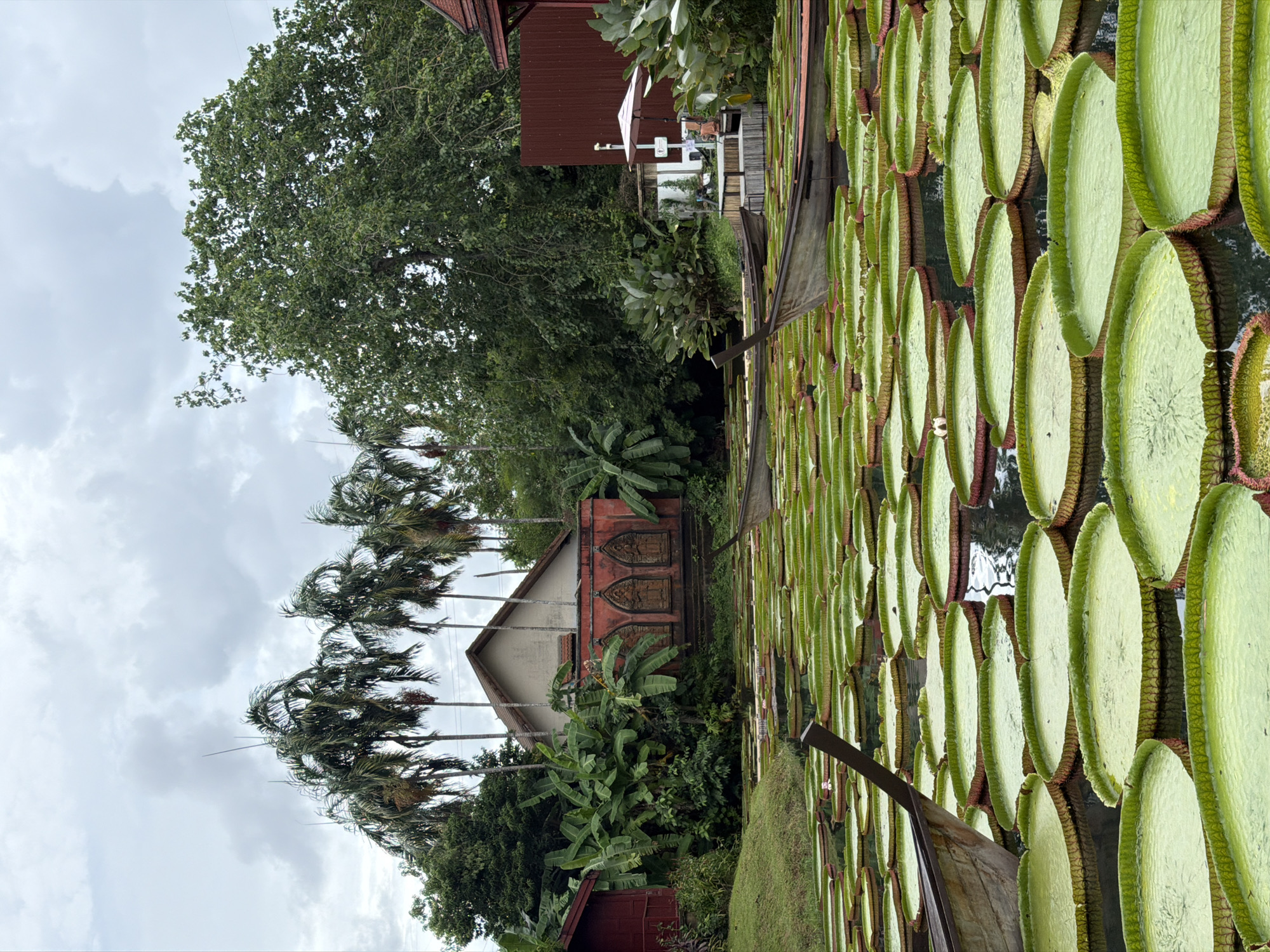 This image depicts a collection of giant water lilies, Victoria amazonica, in a pond at the Phuket Botanic Garden, located in Thep Krasatti, Thailand. The large, circular leaves of the water lilies are the dominant feature, closely packed together and covering a significant portion of the water surface. A small boat is partially visible among the lily pads. In the background, there are several buildings, including a red-roofed structure with Thai-style architectural details such as decorative panels above the entrance. Palm trees and other lush vegetation are interspersed among the buildings. The sky is overcast with gray clouds.