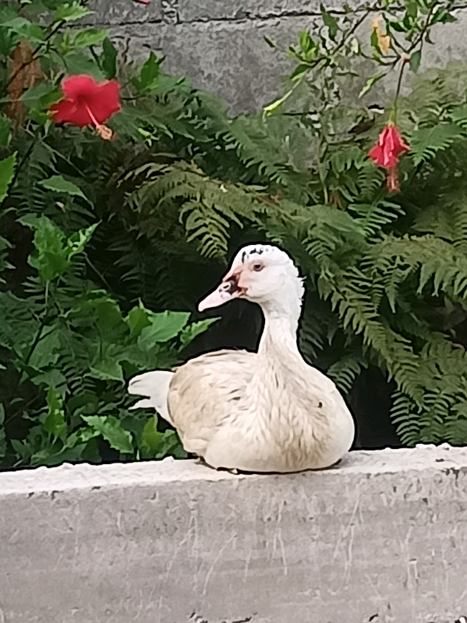 A white duck is perched on a concrete ledge, with a backdrop of lush green foliage and a grey stone wall. Two red hibiscus flowers, one fully open and the other partially closed, are visible among the leaves. The duck's head is turned to its left, and its beak is slightly open, revealing its mouth. The duck has dark markings on its head and beak, and its eyes are a light color. The overall scene suggests a tranquil, outdoor setting, possibly a garden or park. This image was taken in the city of Karangtalun, Indonesia.