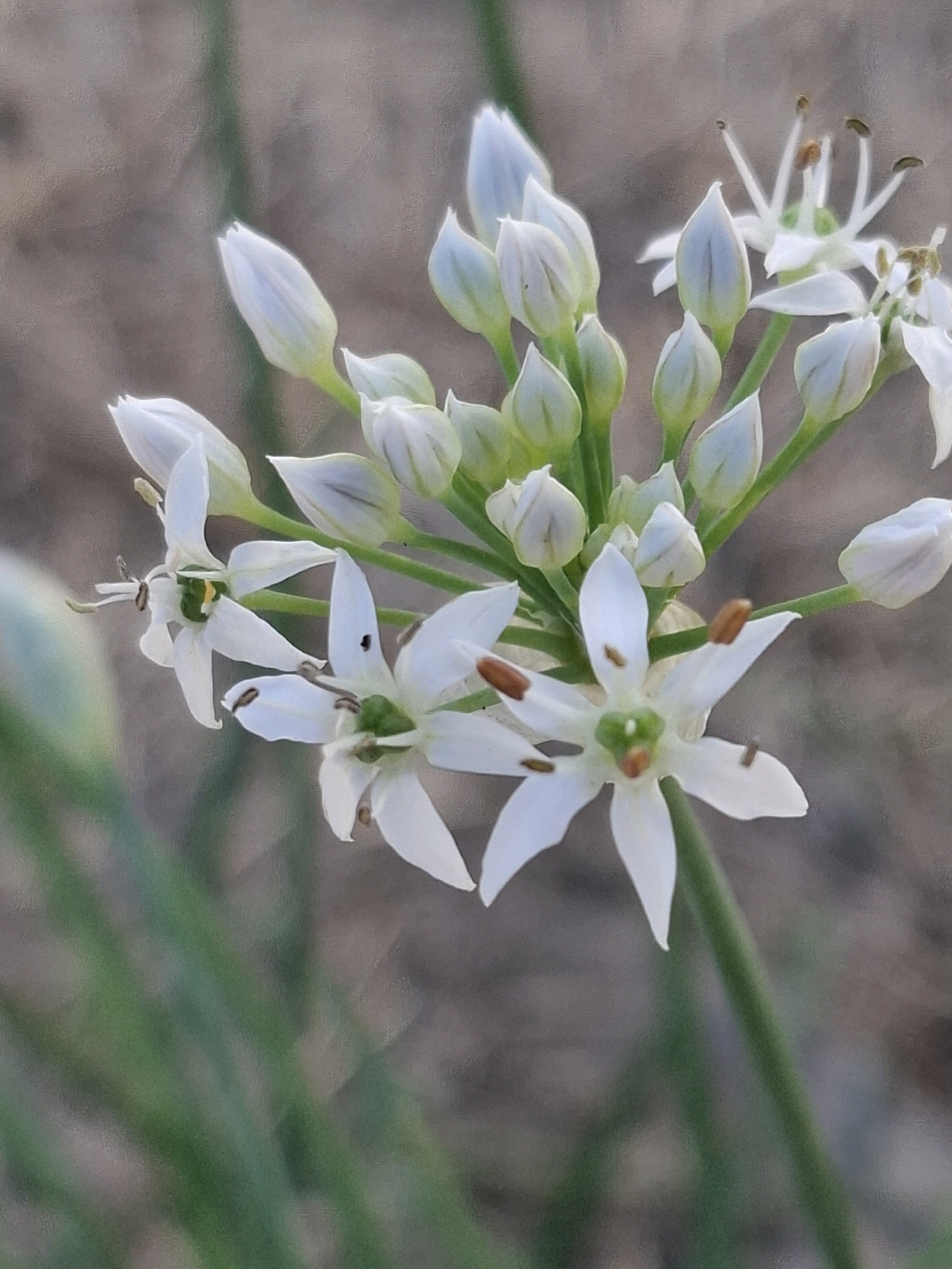 A cluster of white flowers with slender petals and prominent stamens is in focus against a softly blurred background of muted brown and green tones. Several flower buds, tightly closed and elongated, are also visible among the open blooms. The scene depicts a close-up view of the floral arrangement, with the delicate details of the petals, stamens, and buds rendered clearly. The background suggests an outdoor setting, possibly a garden or natural landscape, with no specific urban or architectural elements identifiable. The image does not contain any people, actions, or interactions. The location of Almaty, Kazakhstan, is not evident from the visual content of the image.
