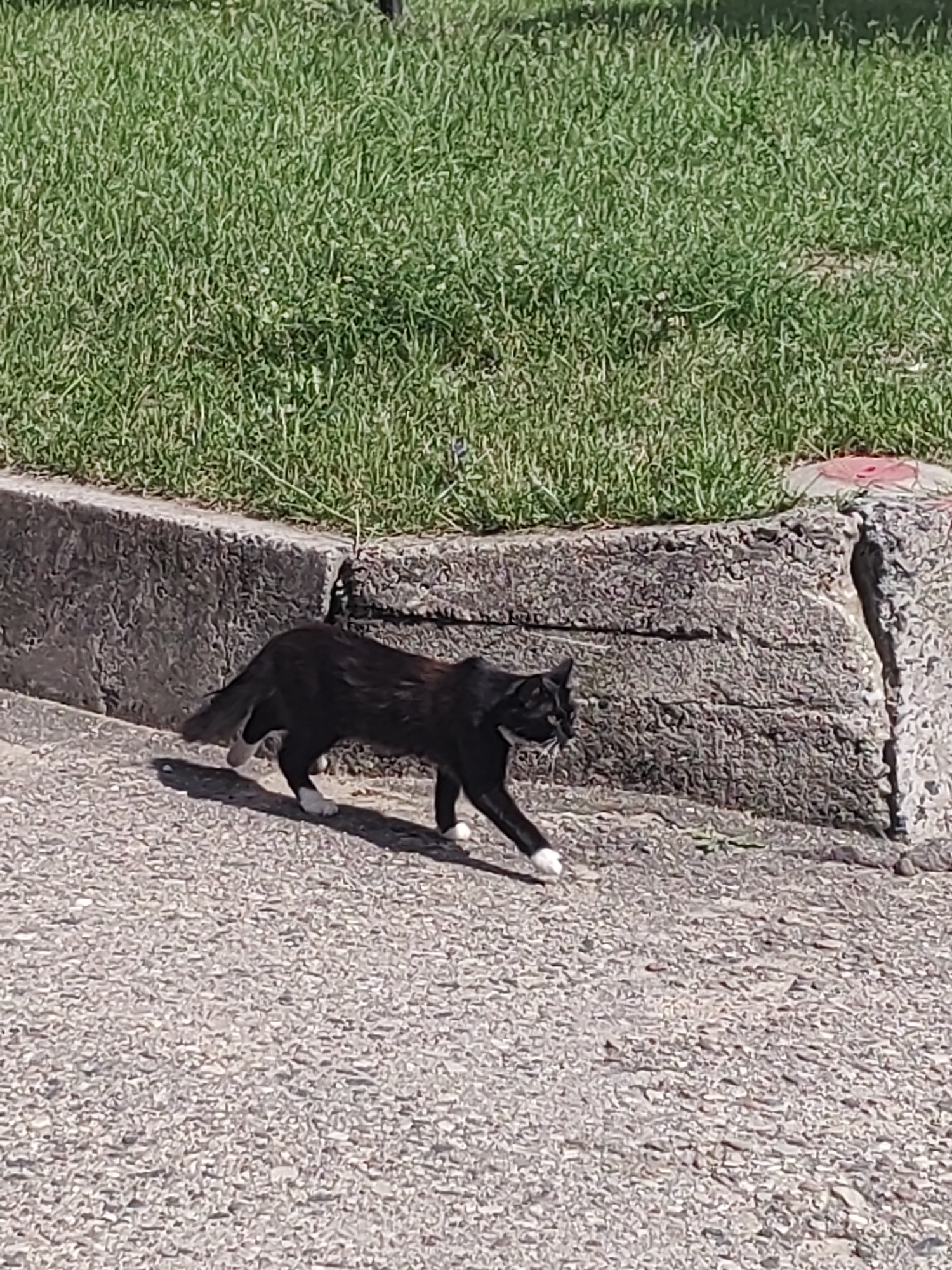 A black and white cat is walking on a paved surface near a curb. The cat has white paws and a white patch on its chest. Behind the curb is a patch of green grass. The scene appears to be outdoors, likely in a park or along a street. No specific details about the location in Hrodna, Belarus are visible in the image.