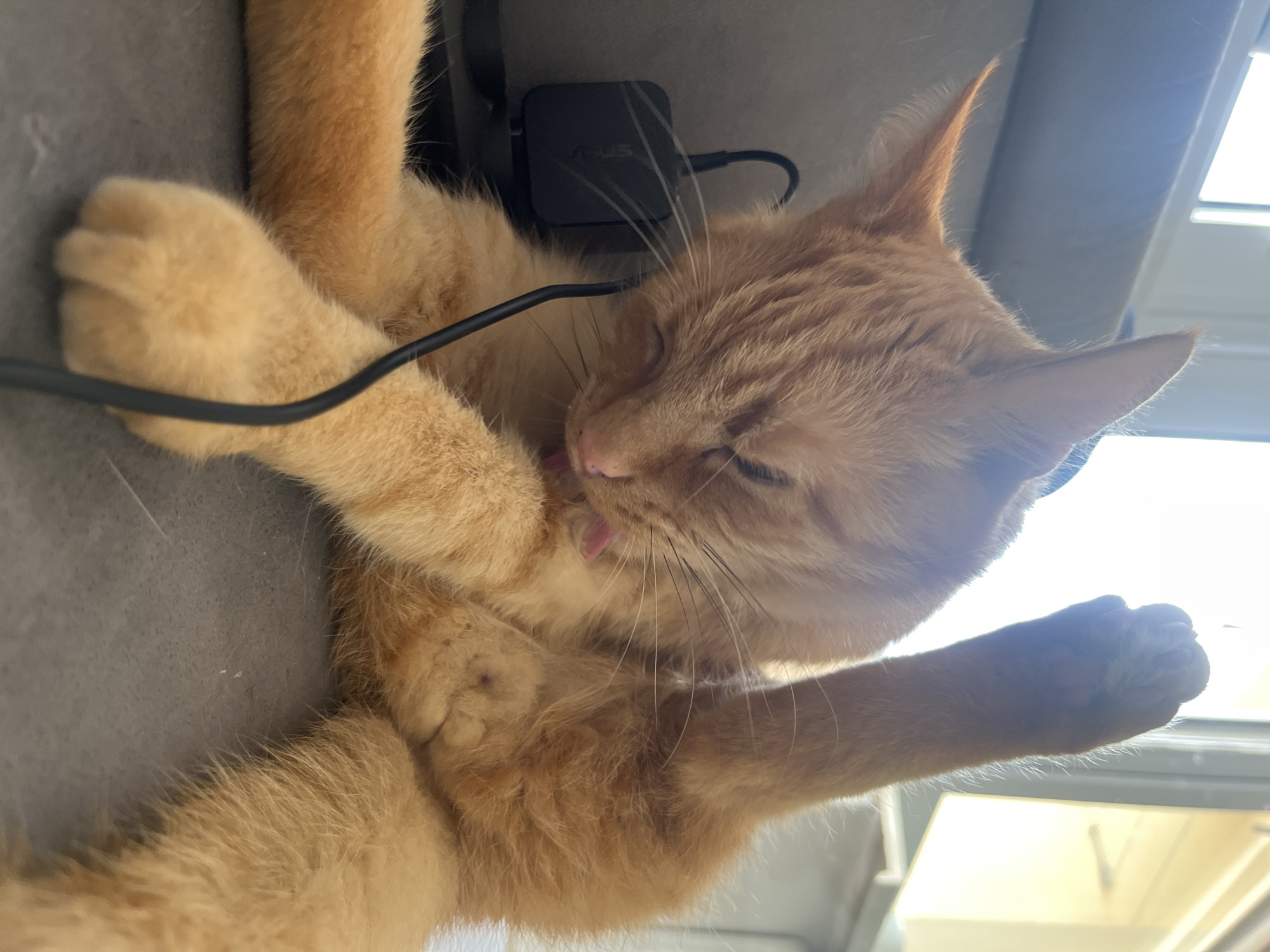 An orange tabby cat is grooming itself on a gray couch near a window. The cat is lying on its back with its legs in the air. A black wire is draped across the cat's body and a small black power adapter is visible on the couch. The window in the background is letting in bright sunlight. There are no people visible in the image. The scene is indoors. There is no information to suggest the image was taken in Zabrze, Poland.