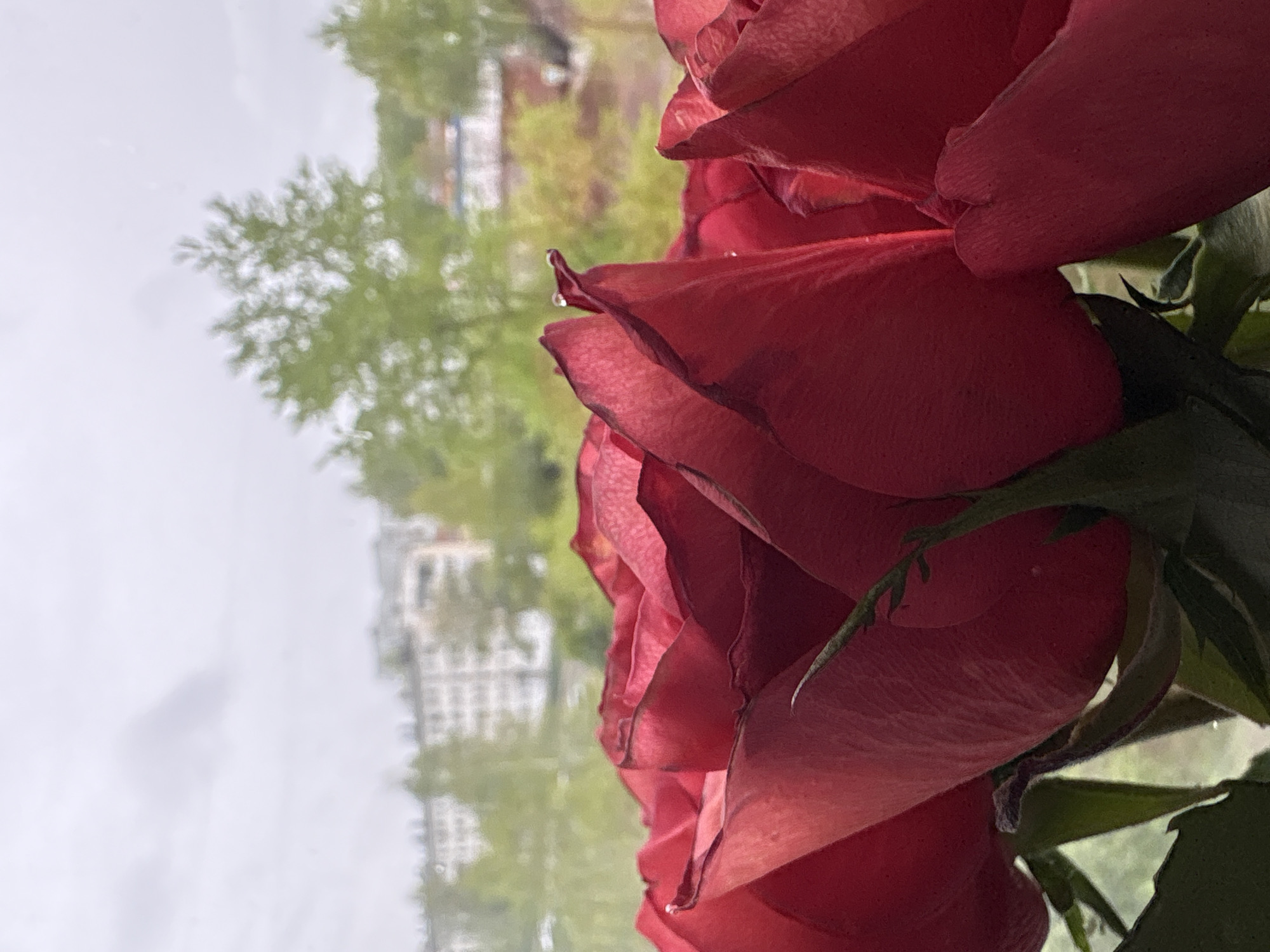 The image shows a close-up of red roses with droplets on their petals. The background is blurred, suggesting it is seen through a window. The blurred background reveals foliage, buildings, and a gray sky. It is not possible to identify the specific location within Chaikovsky, Russia, based on the information provided in the image. There are no people, specific actions, or interactions visible.