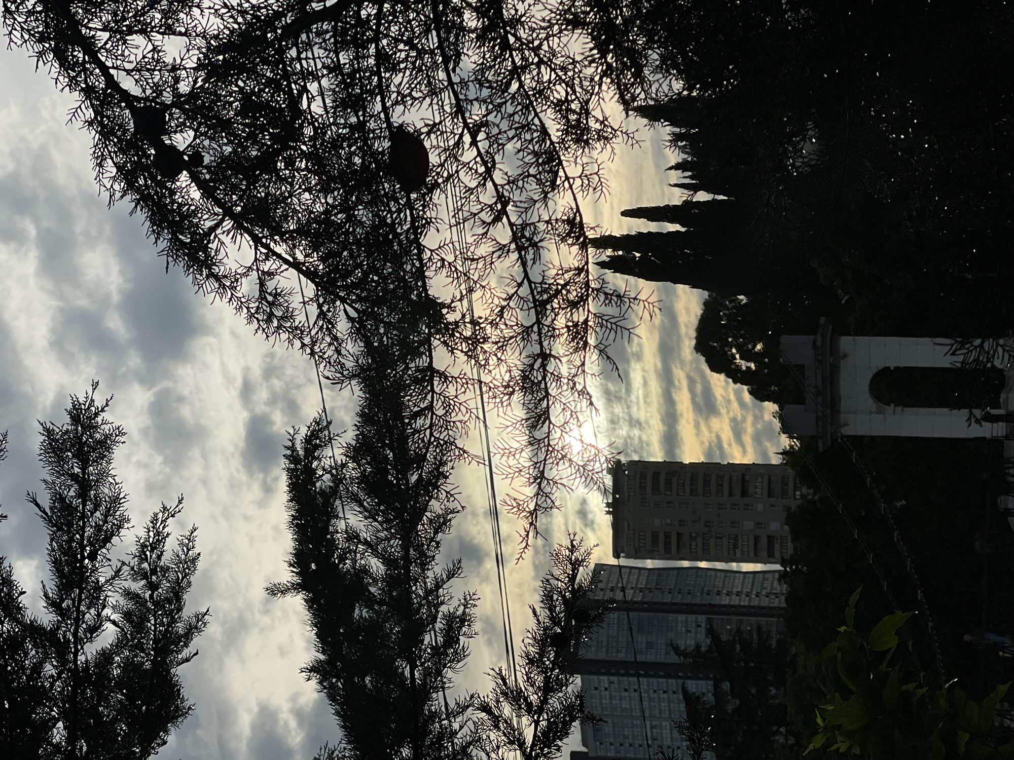 The image shows a view through trees towards buildings in Sochi, Russia. The sky is cloudy, with the sun obscured by the clouds. In the foreground are silhouettes of tree branches. In the midground, power lines are visible. Behind the trees, two tall buildings stand against the sky. One building appears to be taller and older than the other. To the right, part of a stone structure or monument is visible, partially obscured by vegetation.
